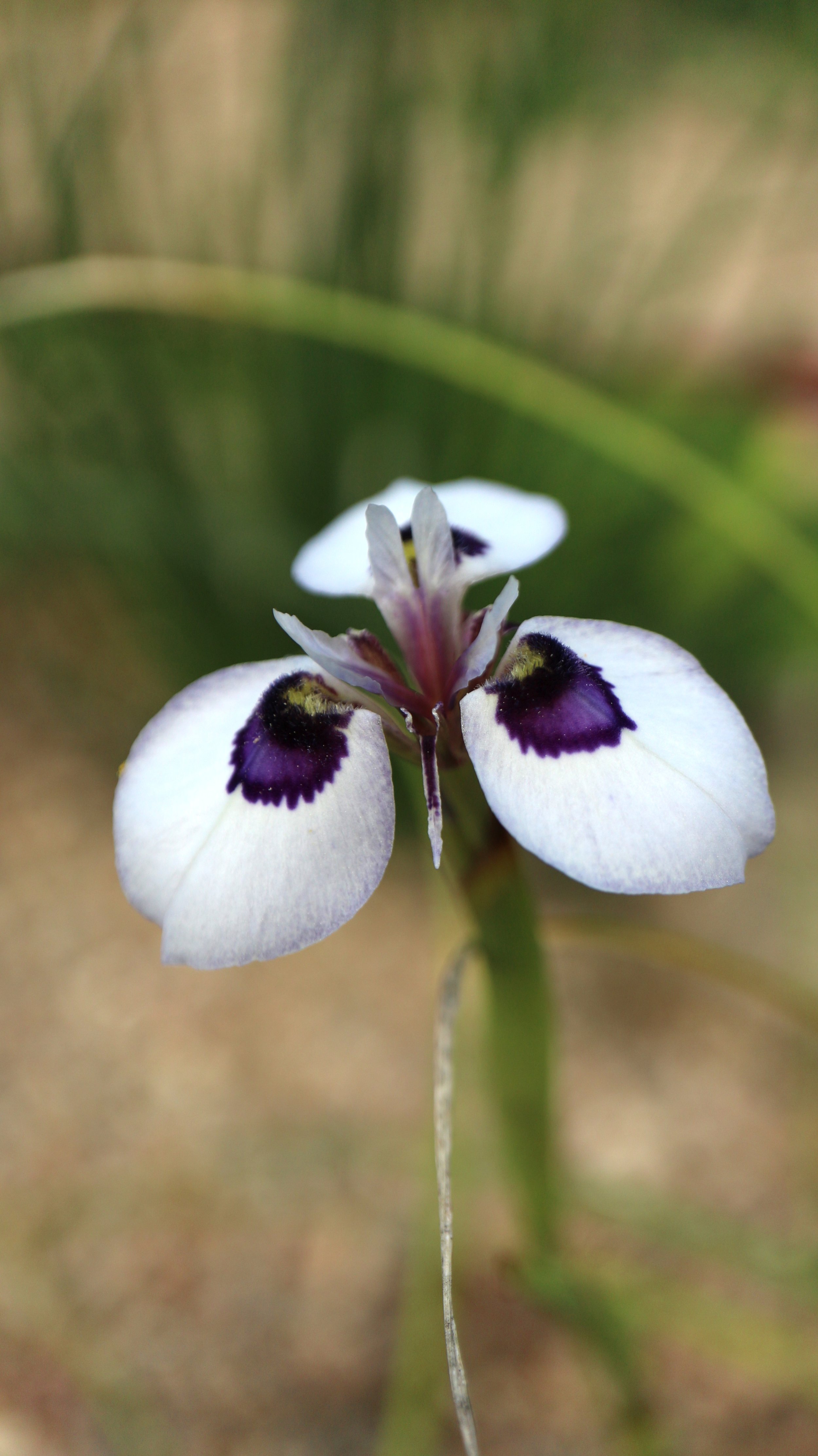Moraea aristata / Iridaceae / SW Cape, South Africa