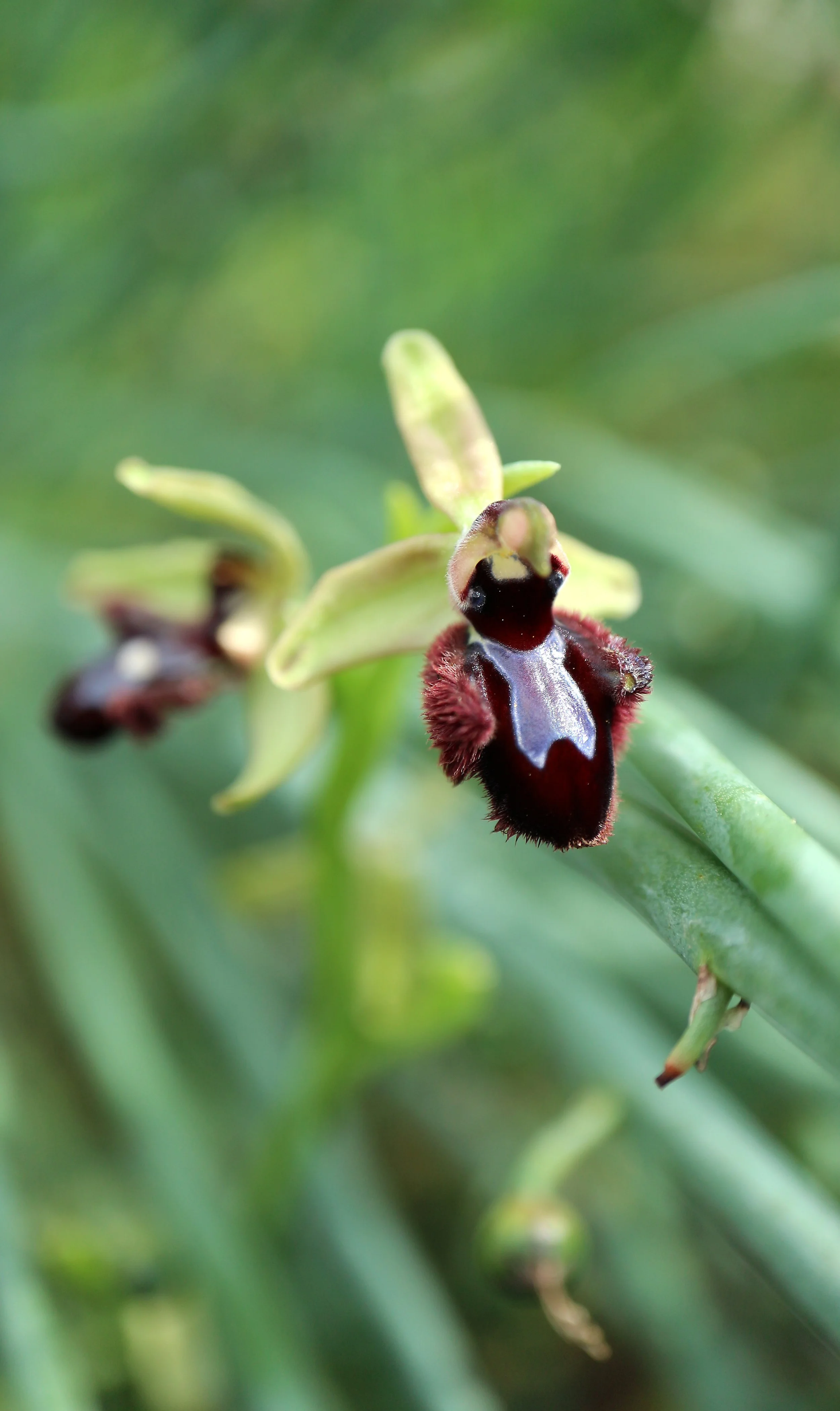 Ophrys sphegodes subsp. atrata x O. balearica (ex Mallorca) / Orchidaceae / Mediterranean Region