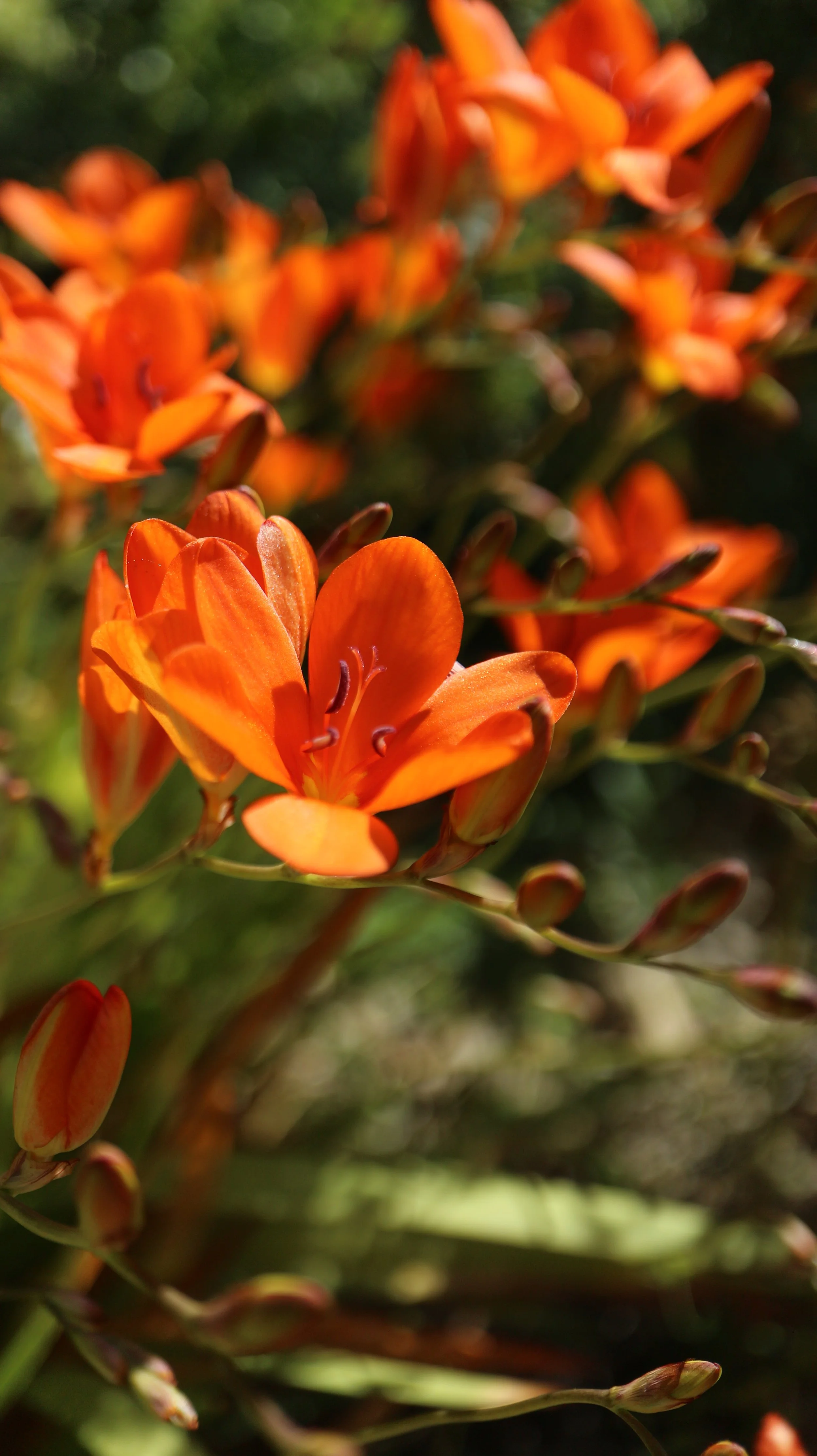 Tritonia deusta cv / Iridaceae / S Cape, South Africa