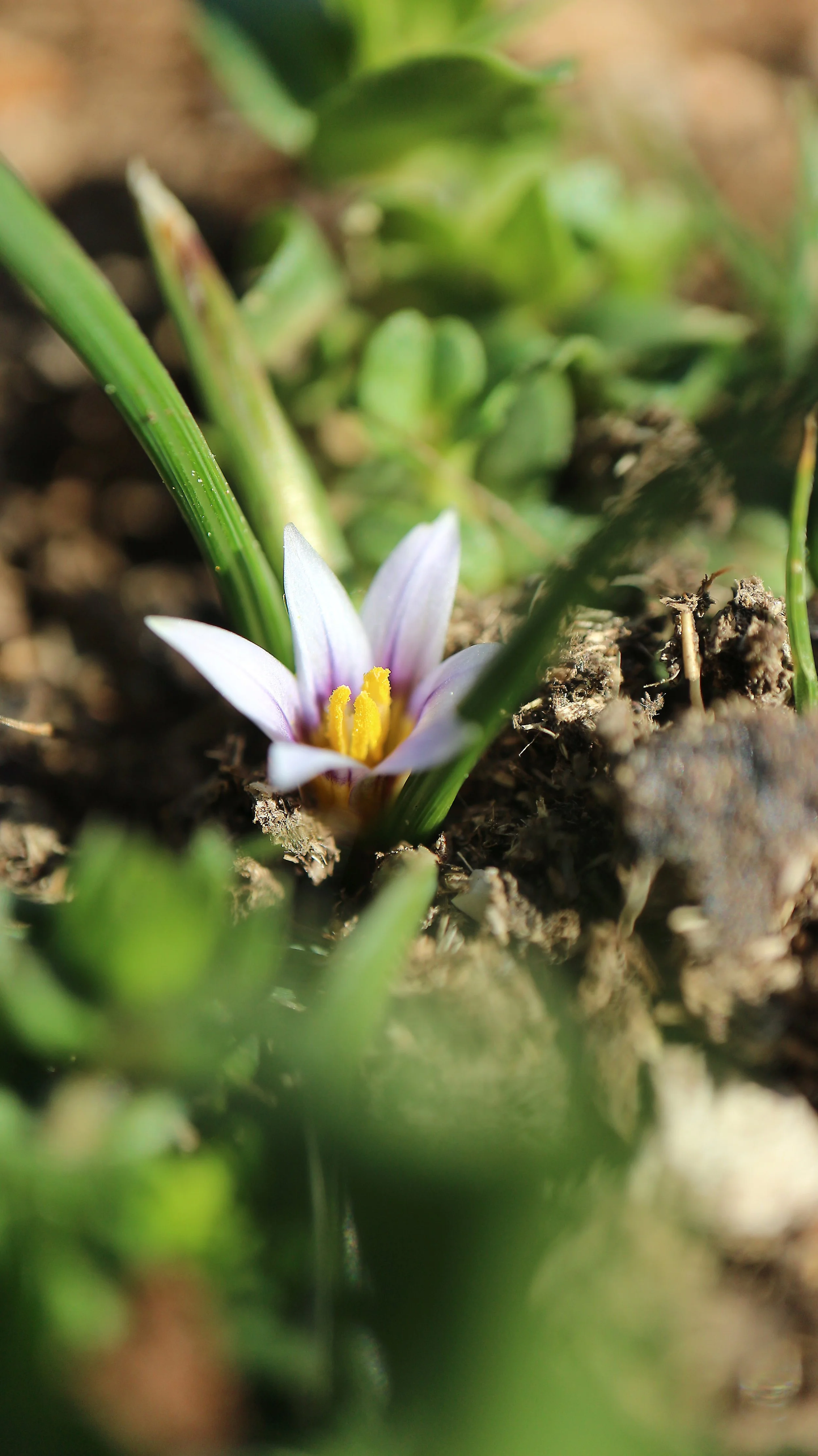 Romulea columnae (ex Mallorca) / Iridaceae / Mediterranean Region
