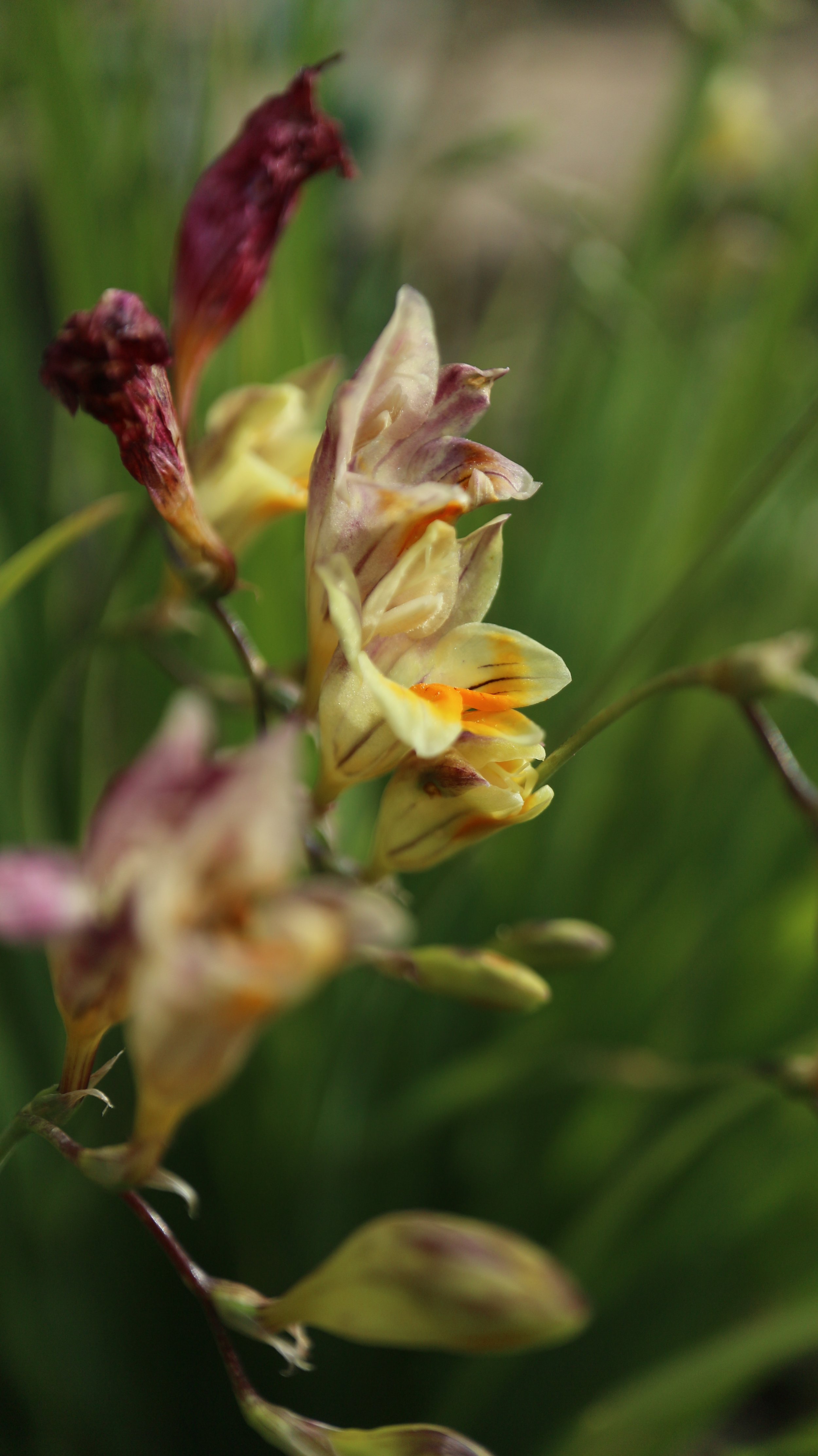 Freesia leitchlinii / Iridaceae / W Cape, South Africa