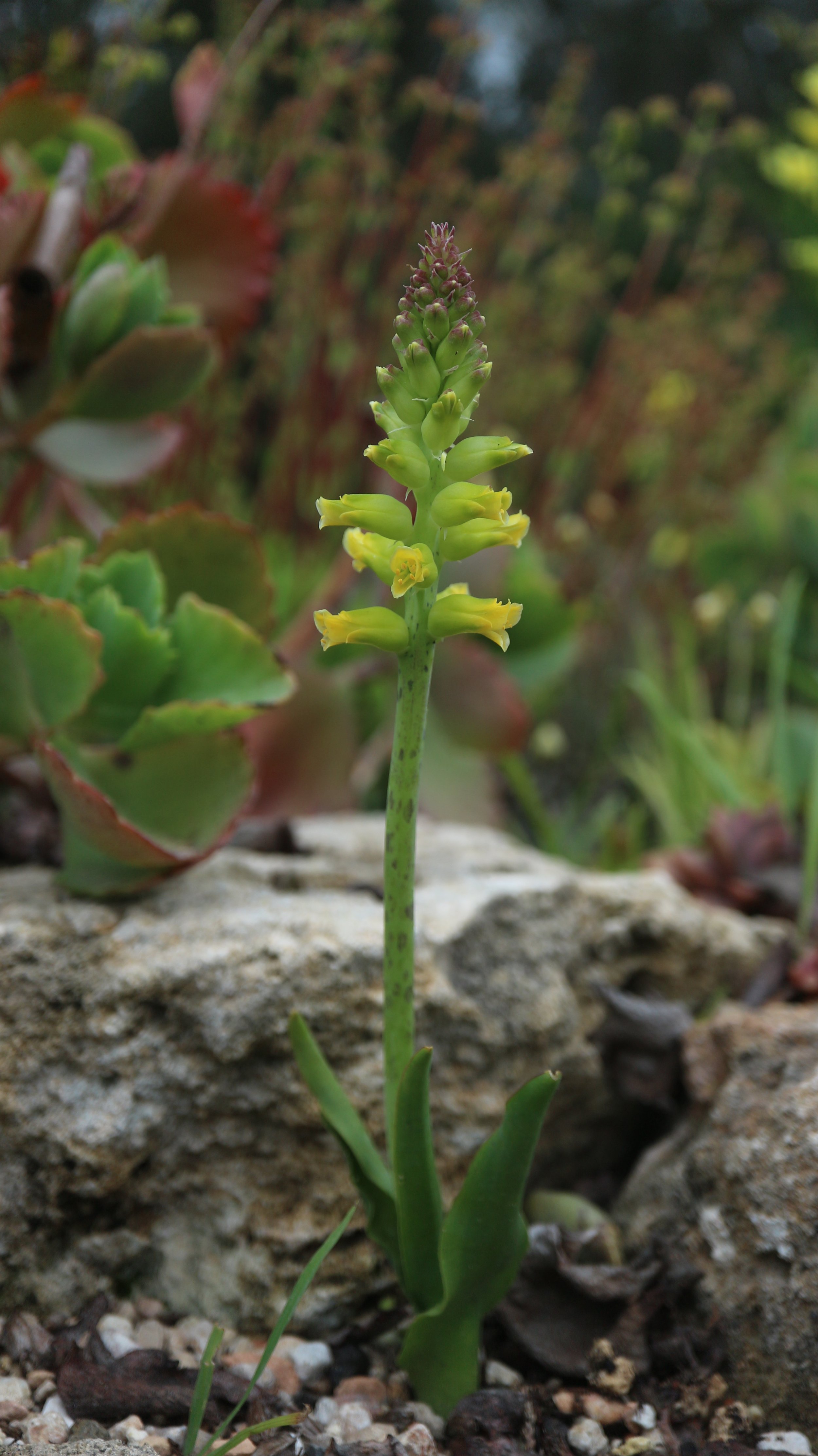 Lachenalia arbuthnotiae / Scilloideae / SW Cape, South Africa