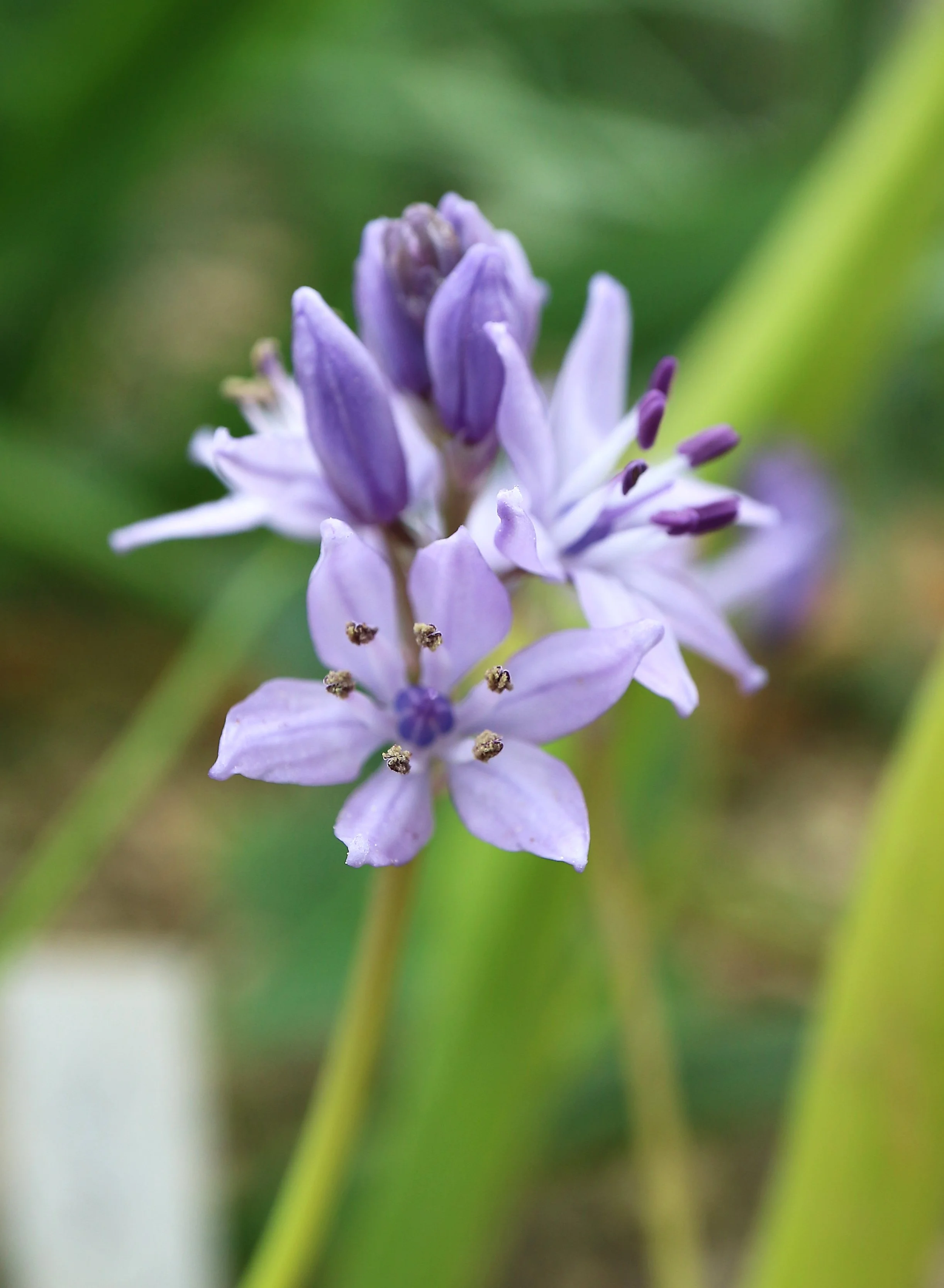 Scilla monophylos / Scilloideae / Iberian Peninsula, N Morocco