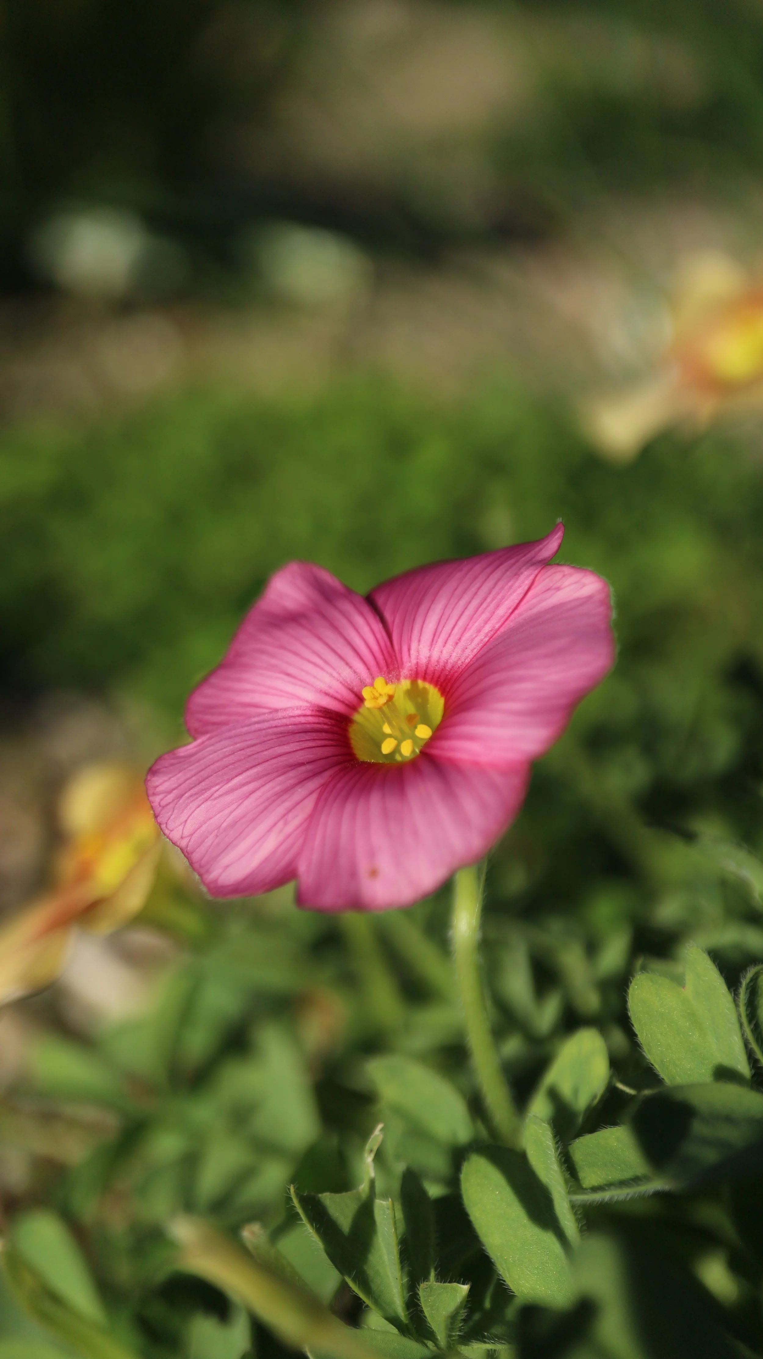 Oxalis obtusa / Oxalidaceae / SW Cape, South Africa