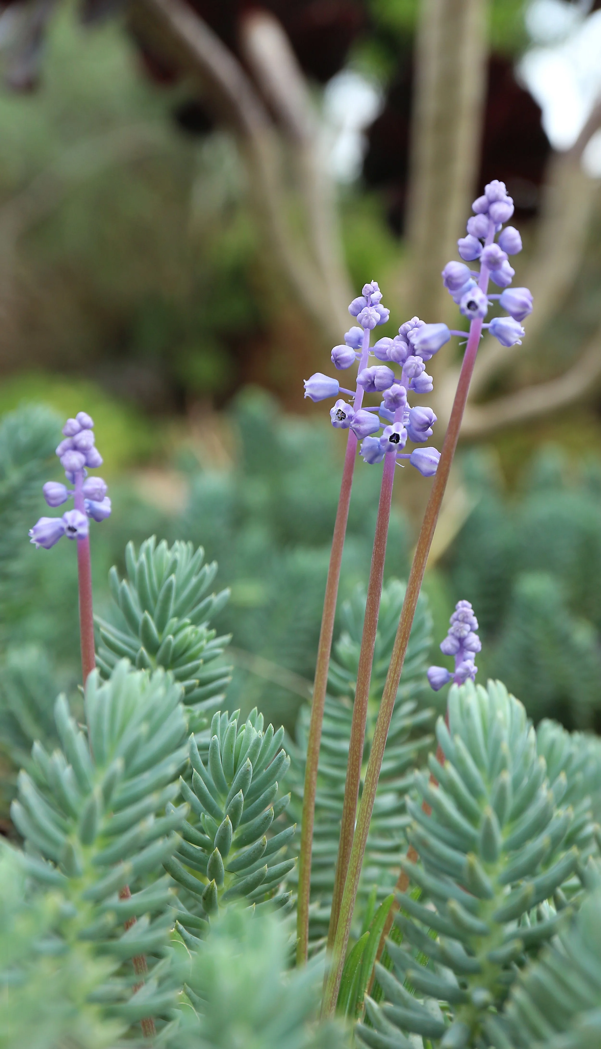 Muscari parviflorum (ex Mallorca) / Scilloideae / Mediterranean Region