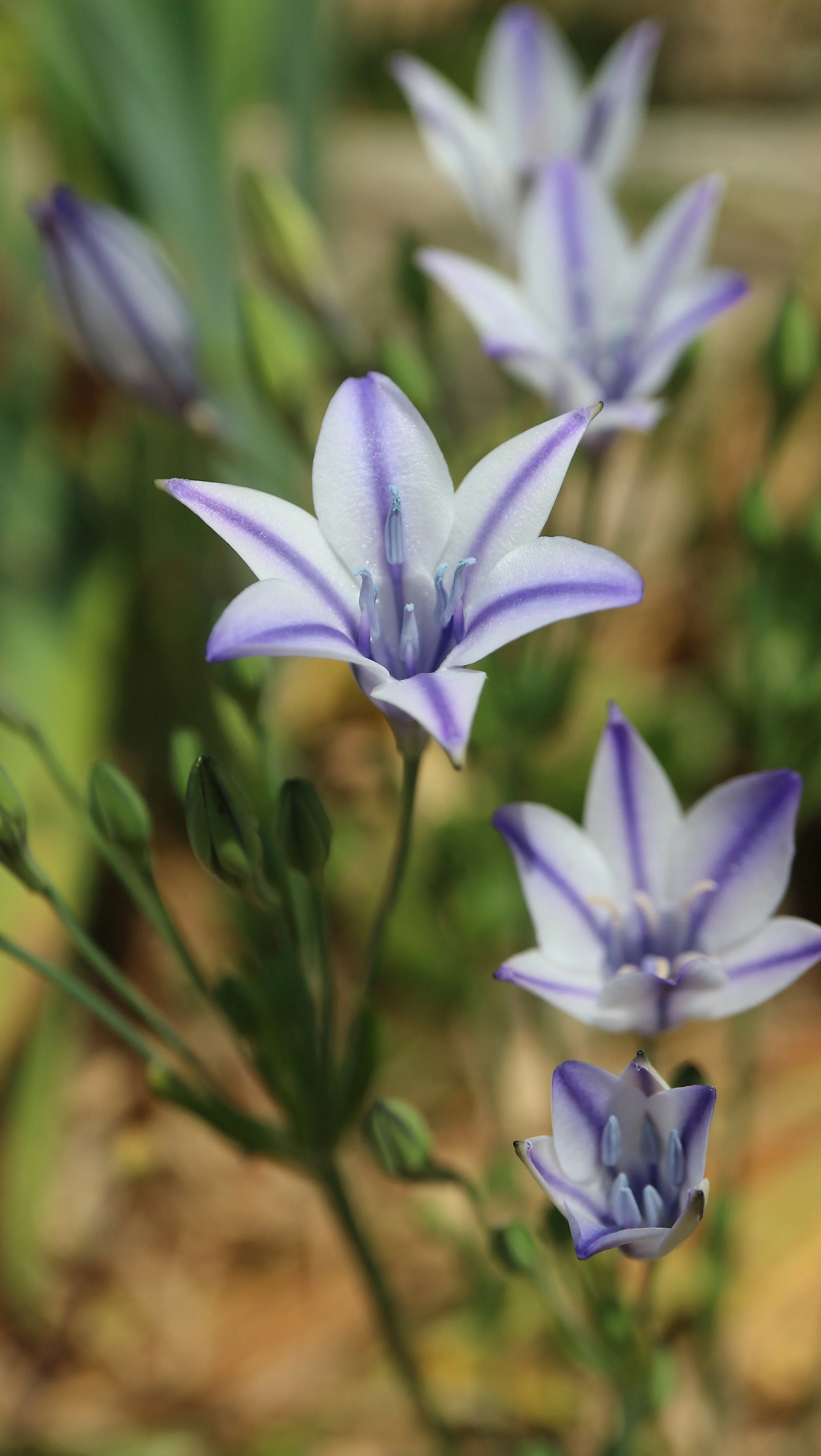 Triteleia laxa 'Foxy' / Brodiaoideae / W USA