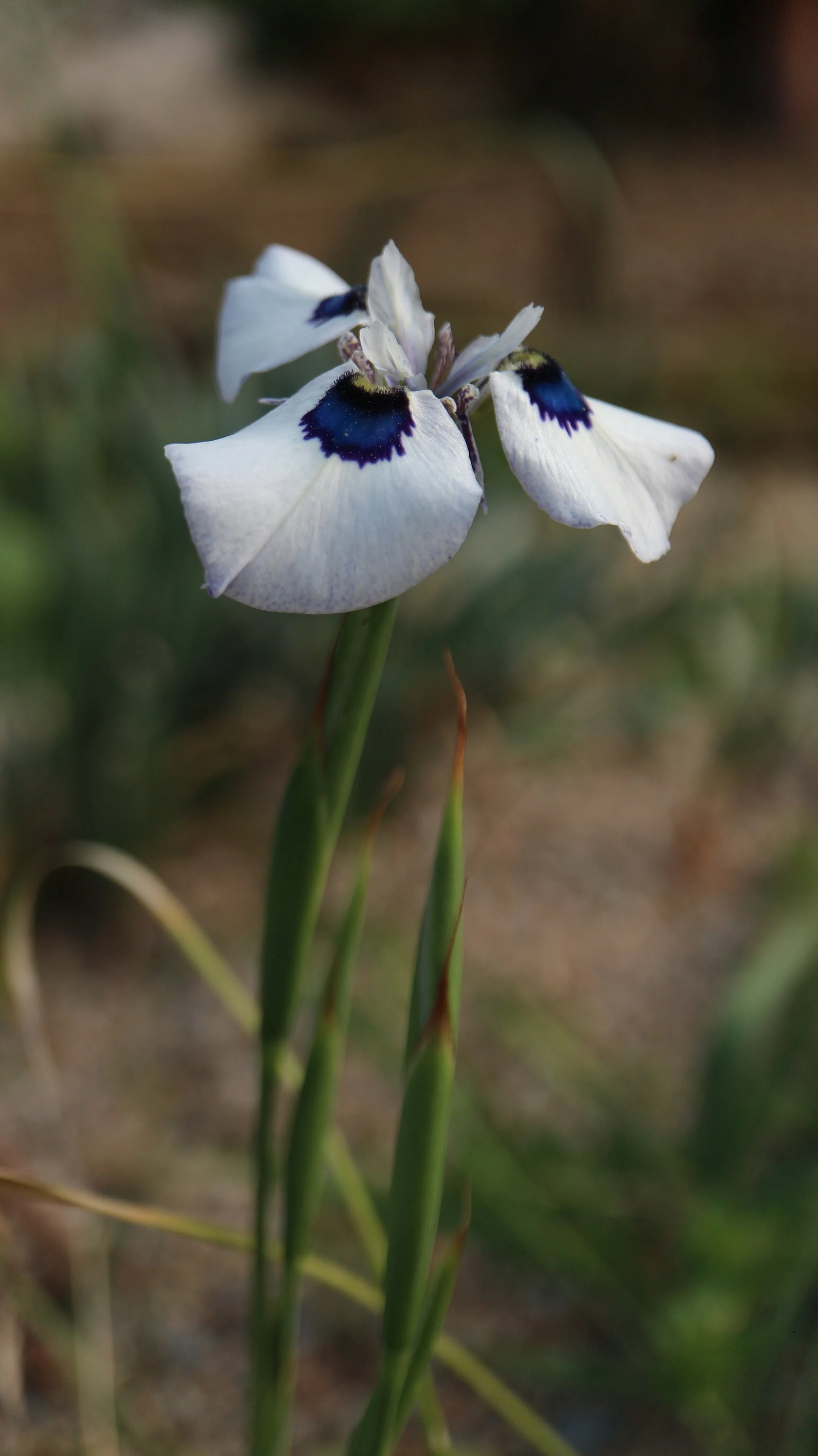 Moraea aristata / Iridaceae / SW Cape, South Africa