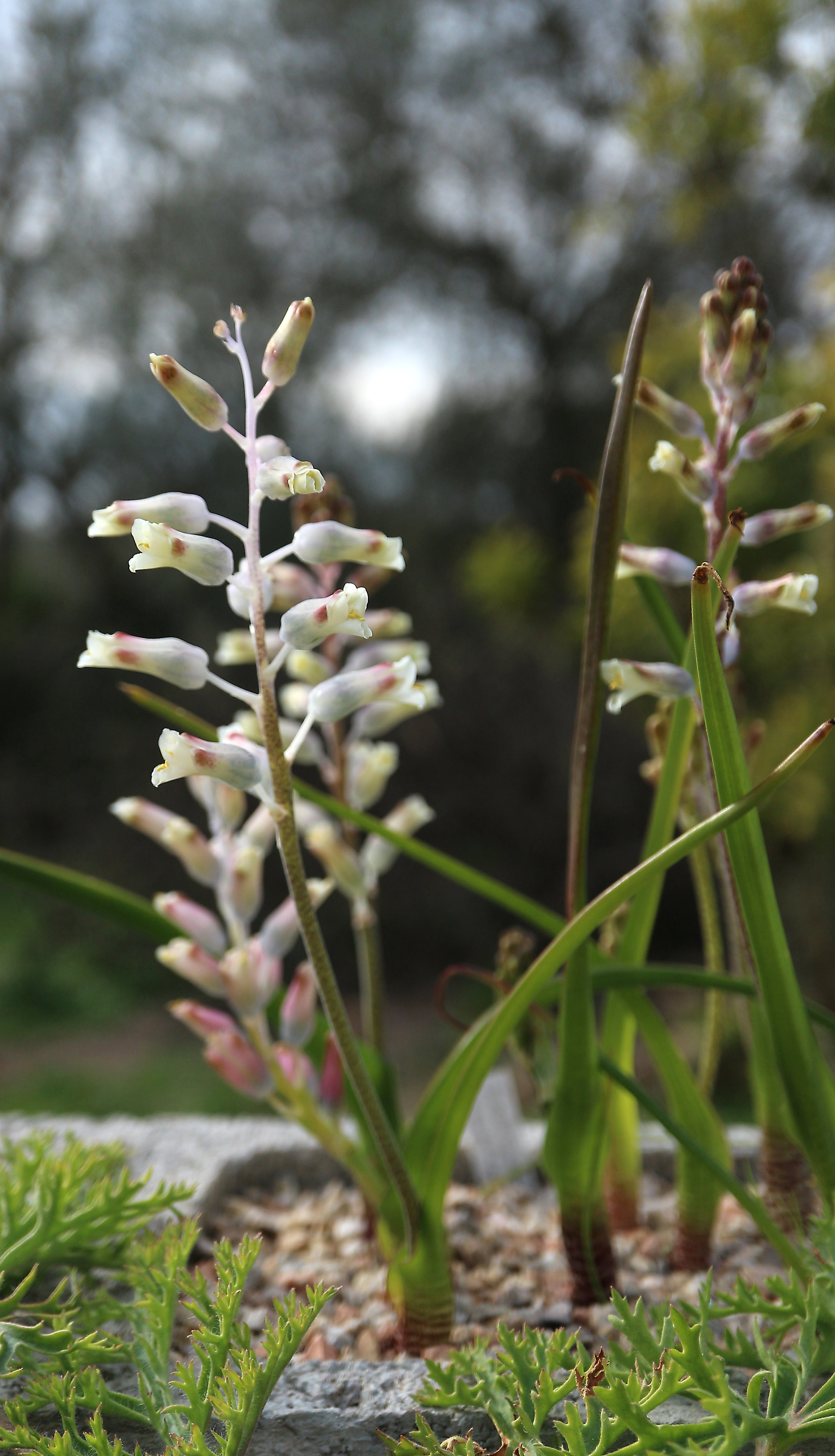 Lachenalia uniflora / Scilloideae / SW Cape, South Africa