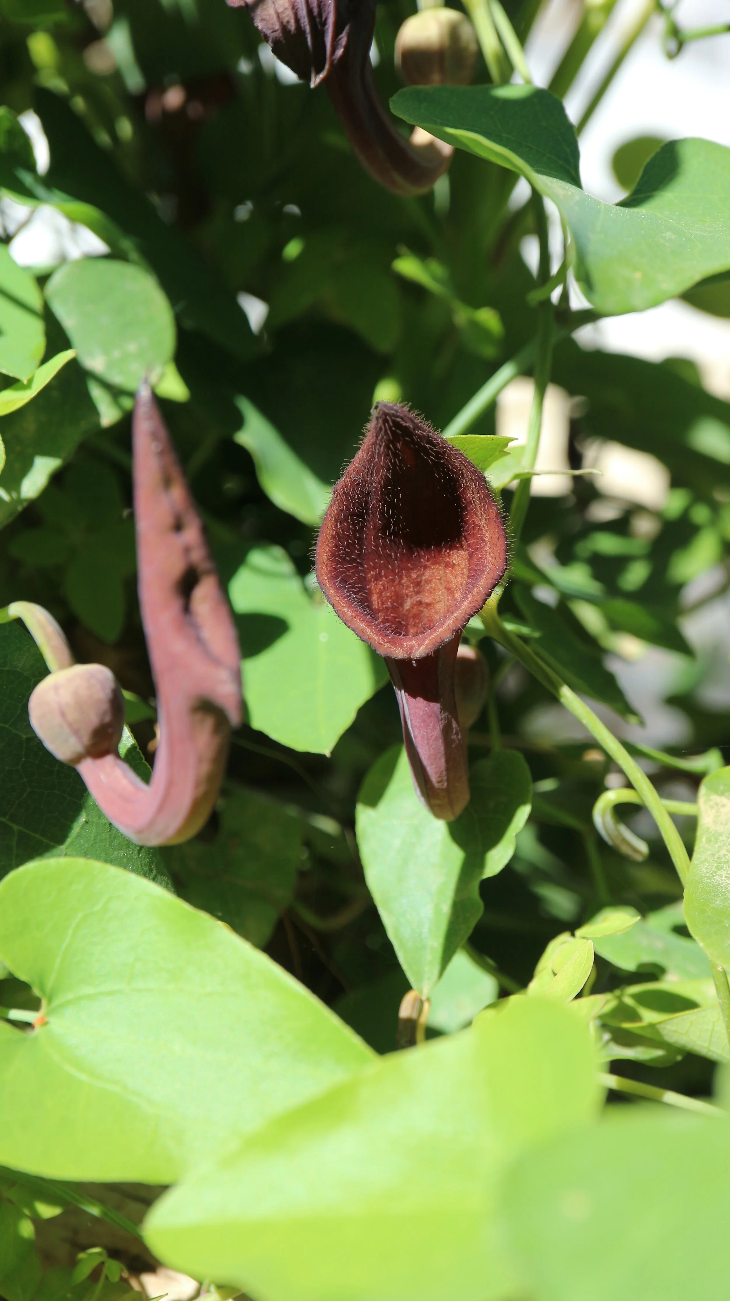 Aristolochia baetica / Aristolochiaceae / S Spain, N Morocco