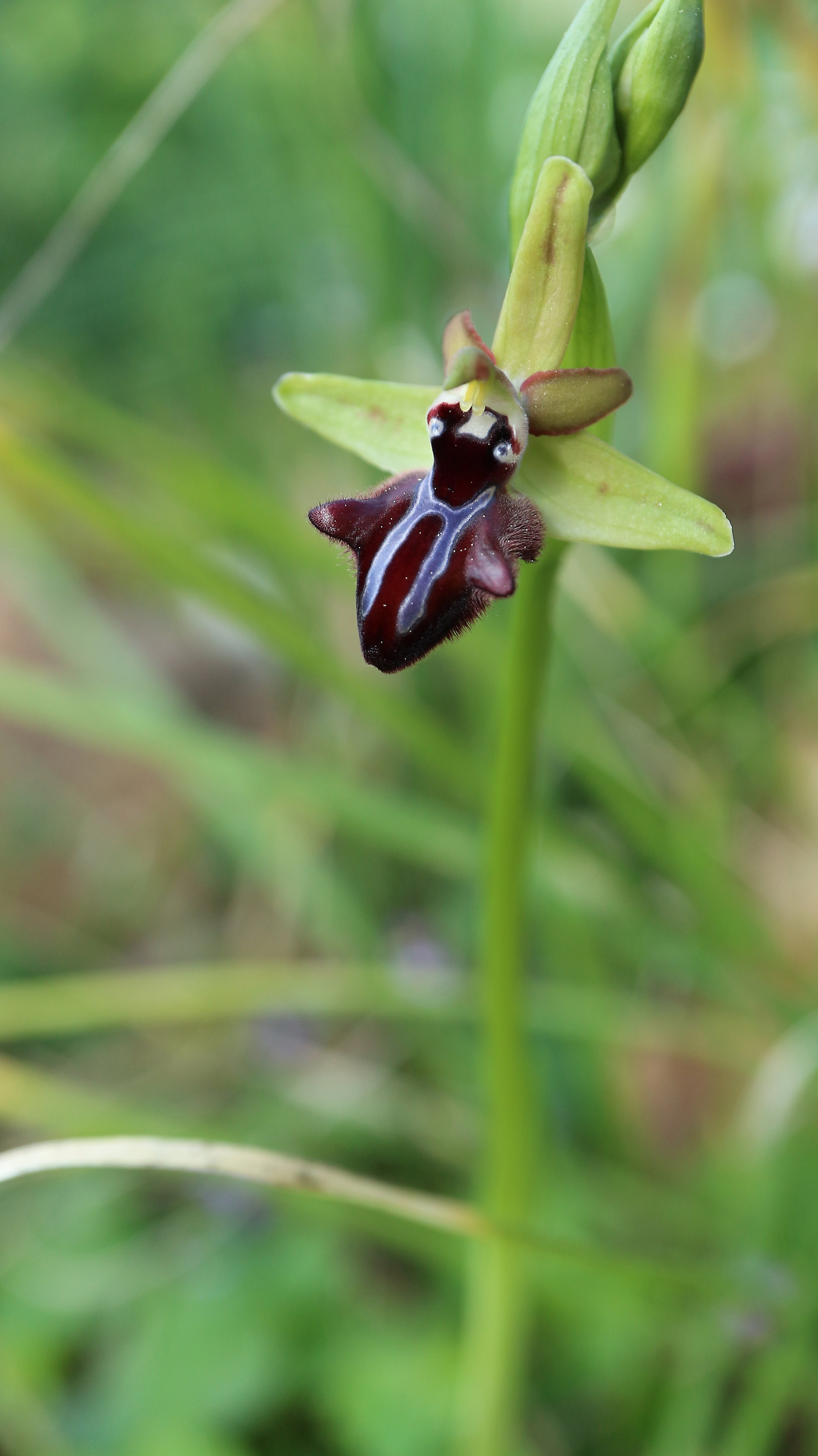 Ophrys sphegodes / Orchidaceae / Mediterranean Region