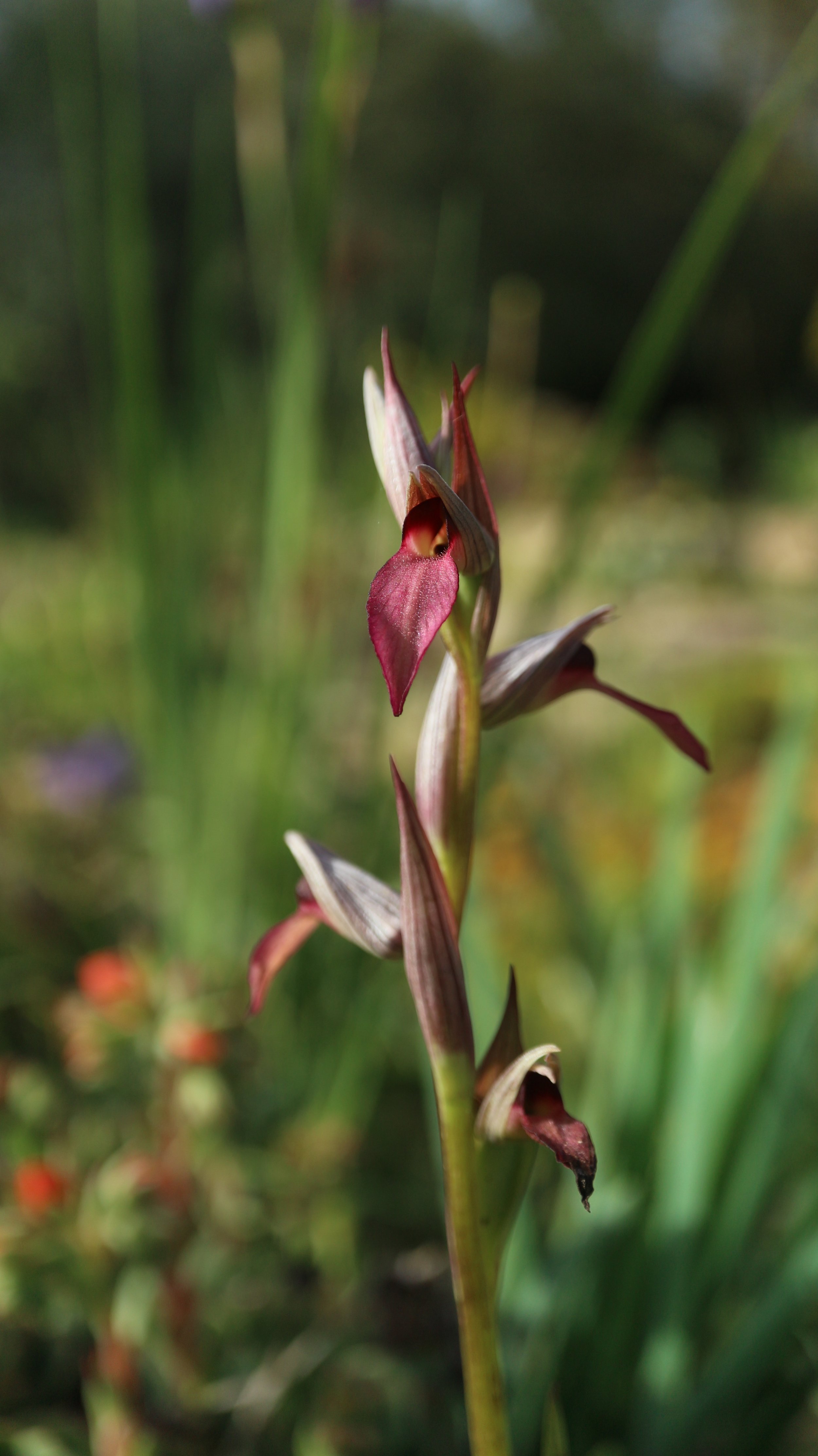 Serapias lingua (ex Mallorca) / Orchidaceae / Mediterranean Region