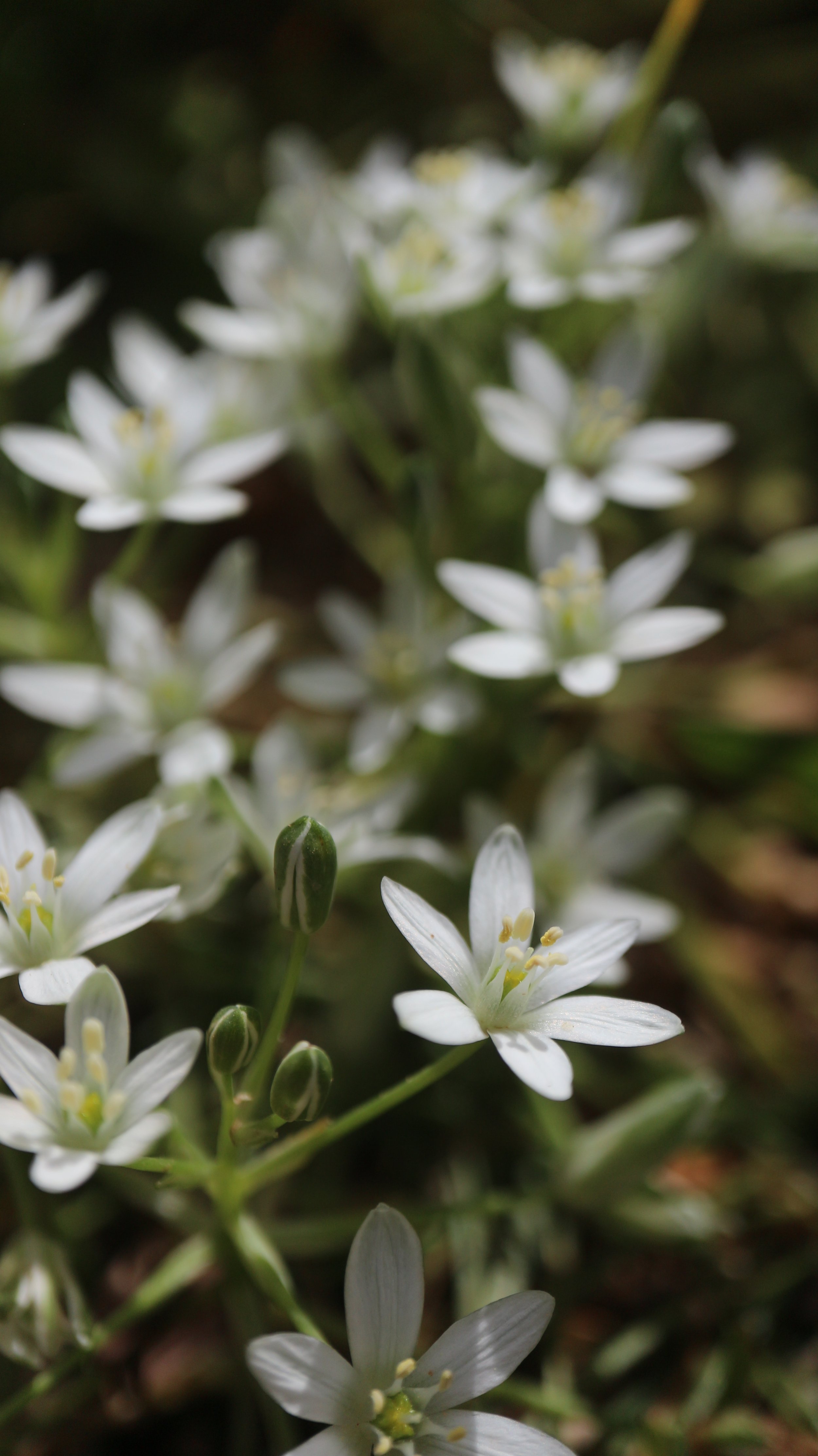 Ornithogalum nivale (ex Crete) / Scilloideae / E Mediterranean 