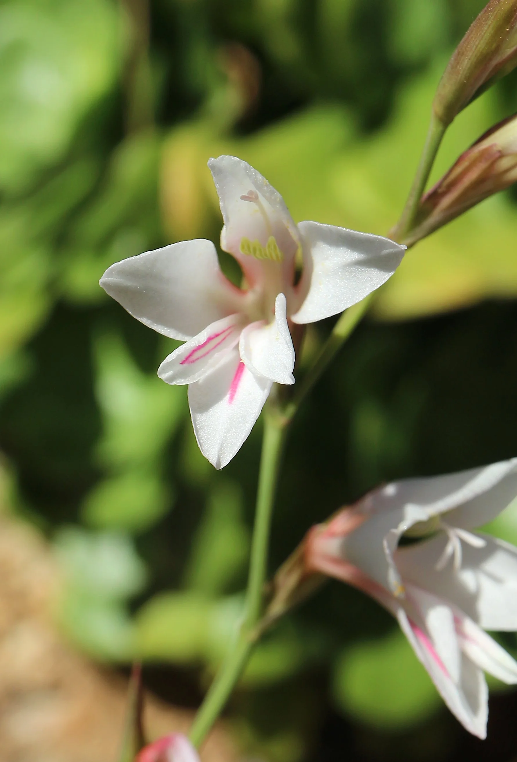 Gladiolus illyricus - light pink (ex Mallorca) / Iridaceae / Mediterranean Region