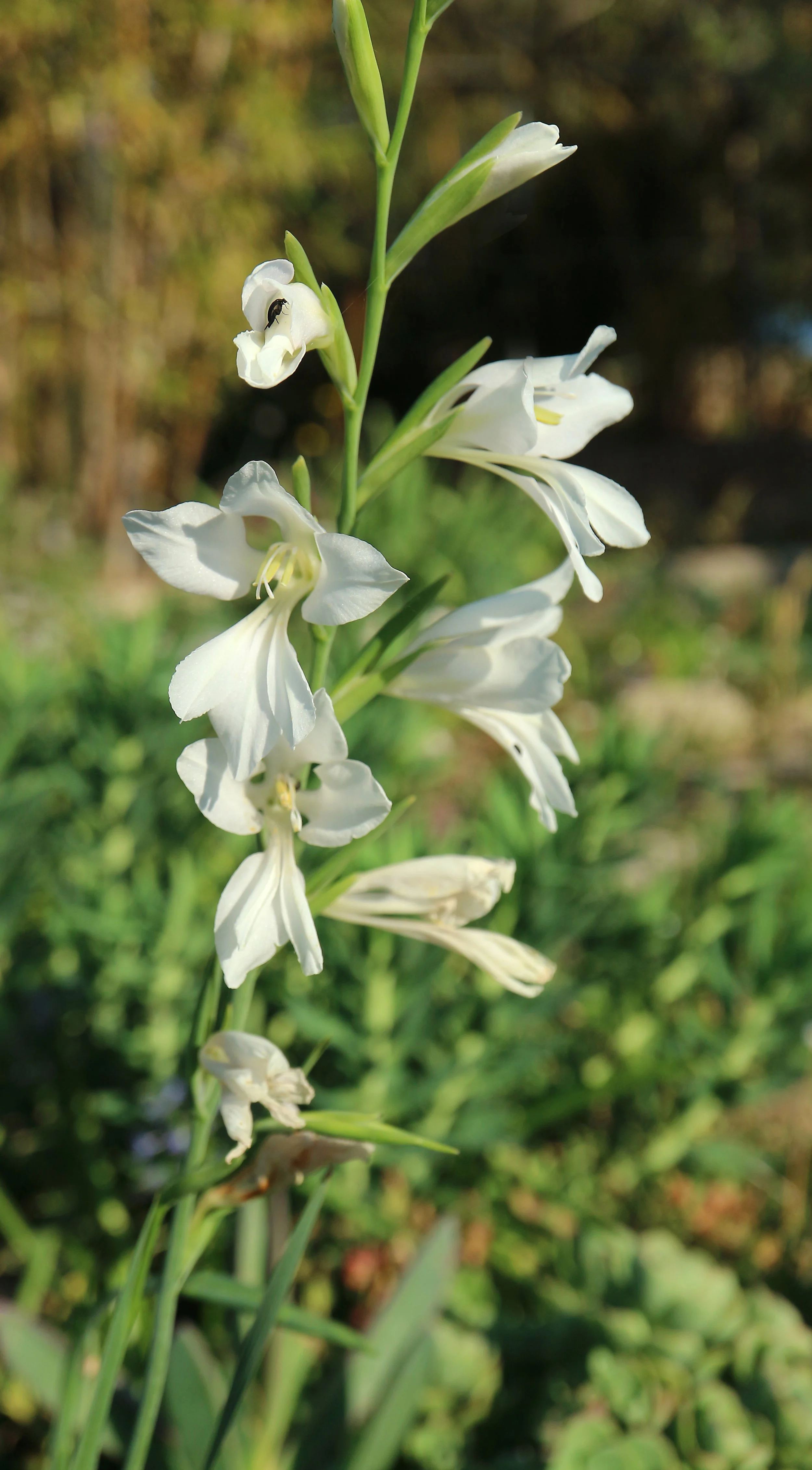 Gladiolus illyricus f. alba (ex Mallorca) / Iridaceae / Mediterranean Region