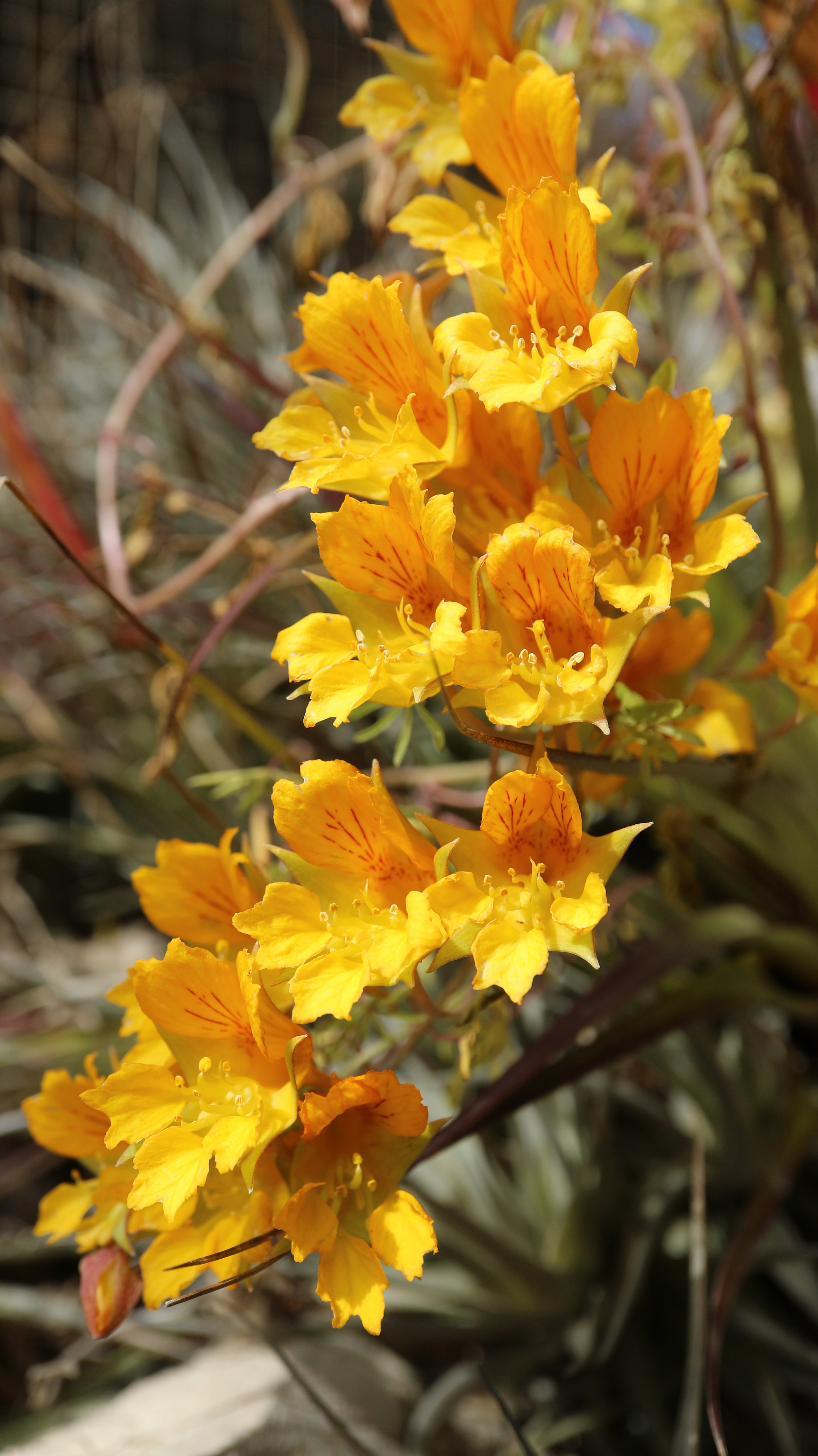 Tropaeolum polyphyllum / Tropaeolaceae / C Chile
