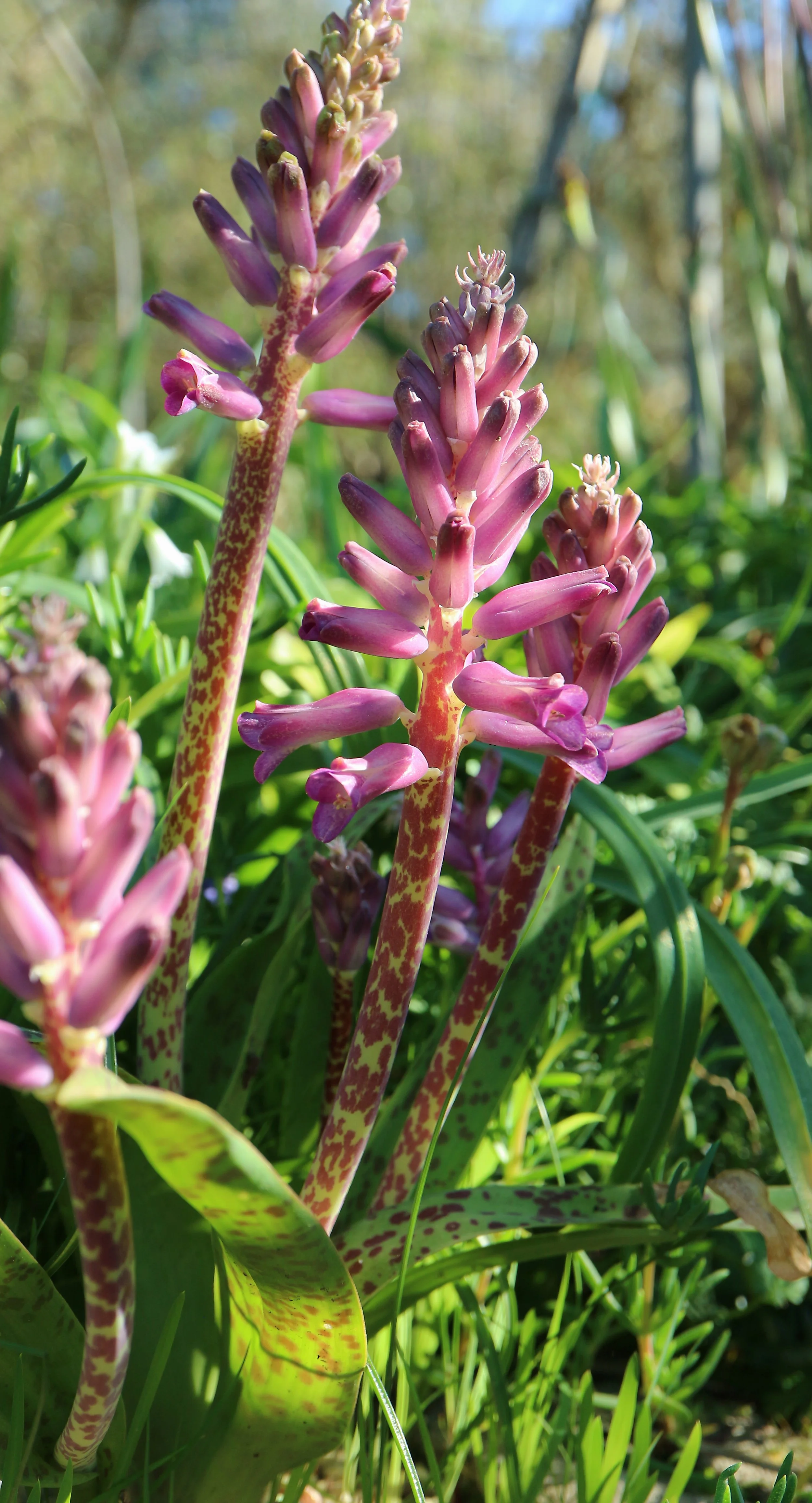 Lachenalia 'Rupert' / Scilloideae