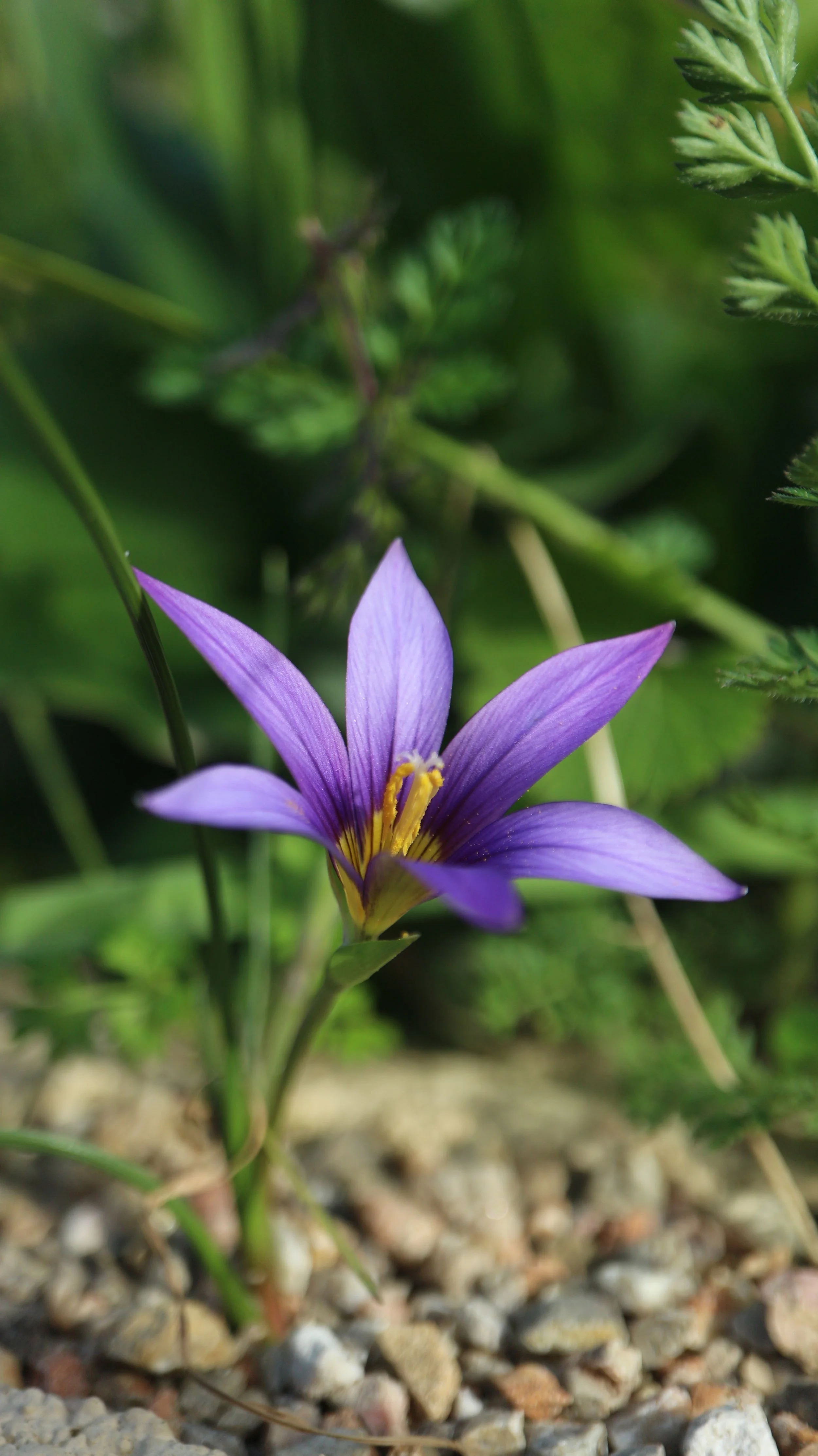 Romulea grandiscapa / Iridaceae / Canary islands