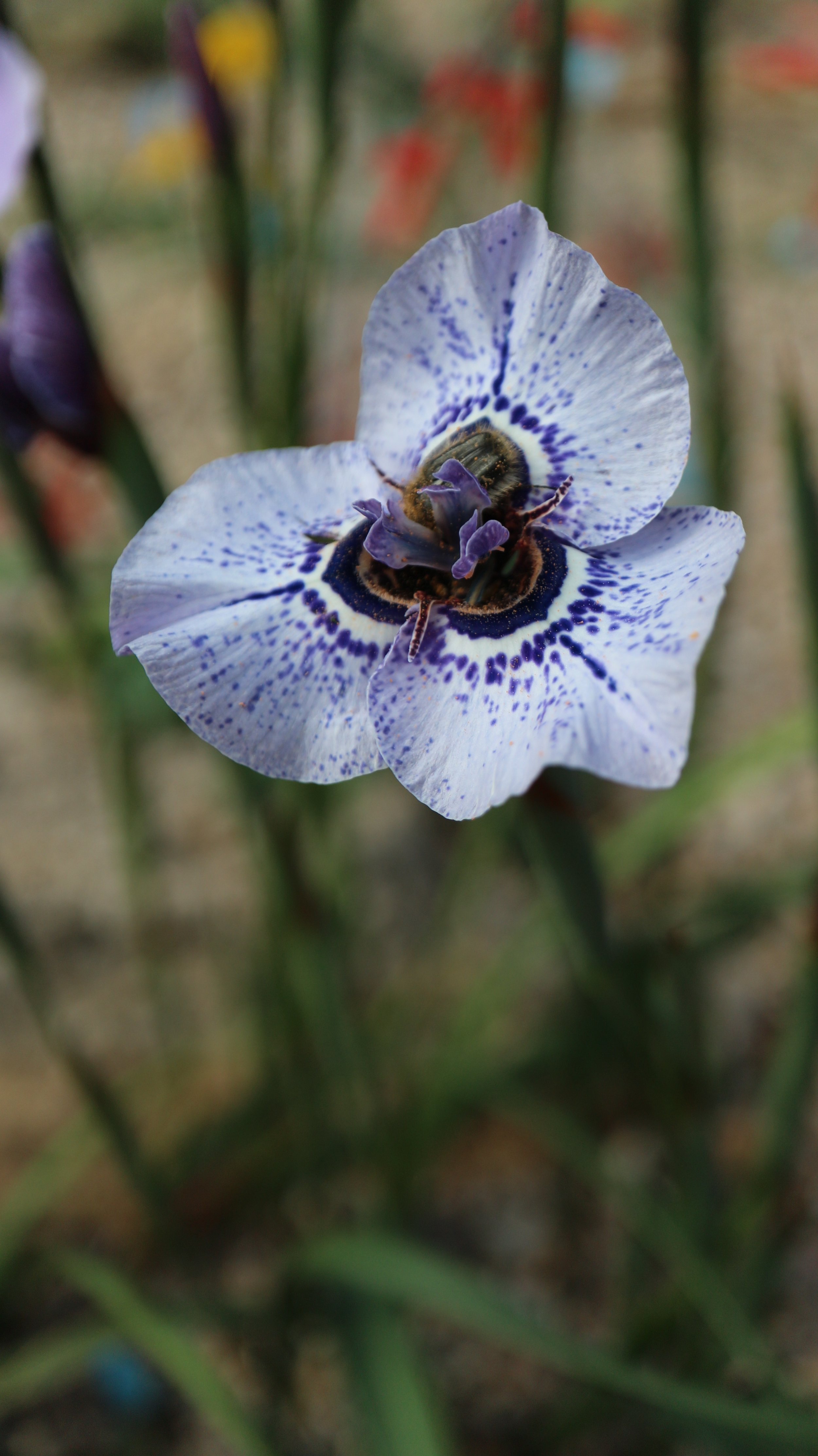 Moraea aristata x gigandra / Iridaceae / SW Cape, South Africa