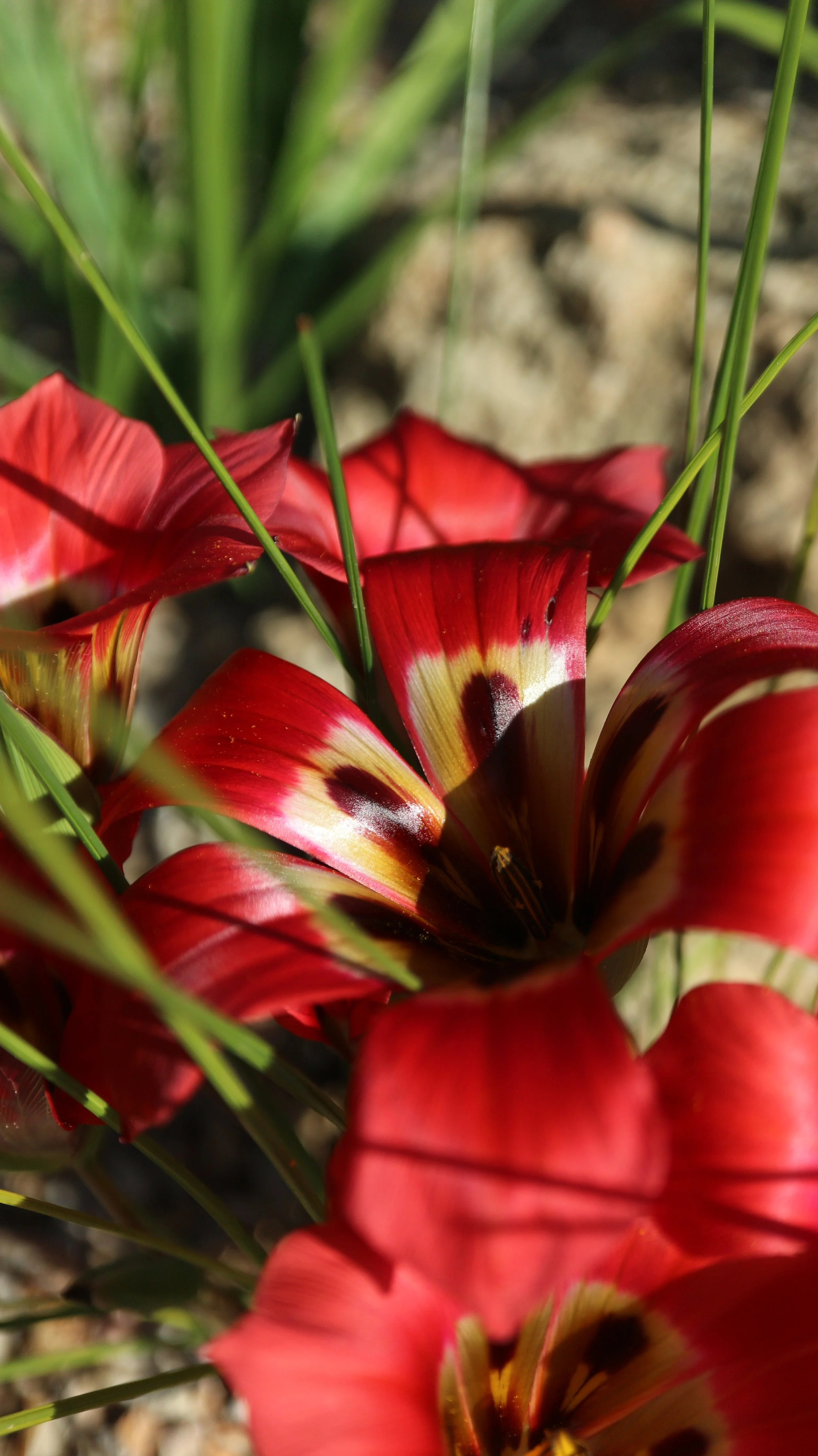 Romulea sabulosa / Iridaceae / SW Cape, South Africa