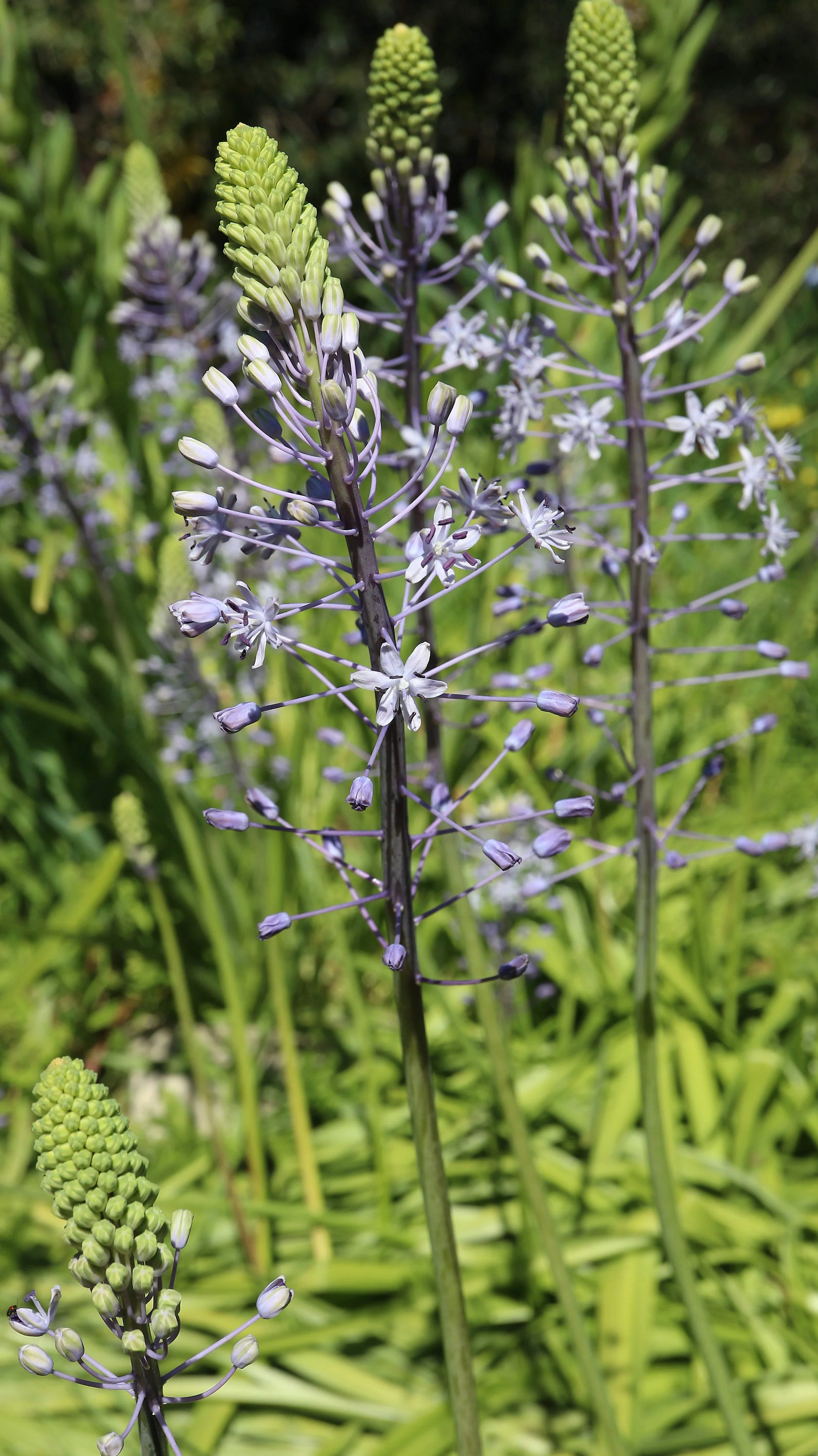 Scilla hyacinthoides / Scilloideae / E Mediterranean