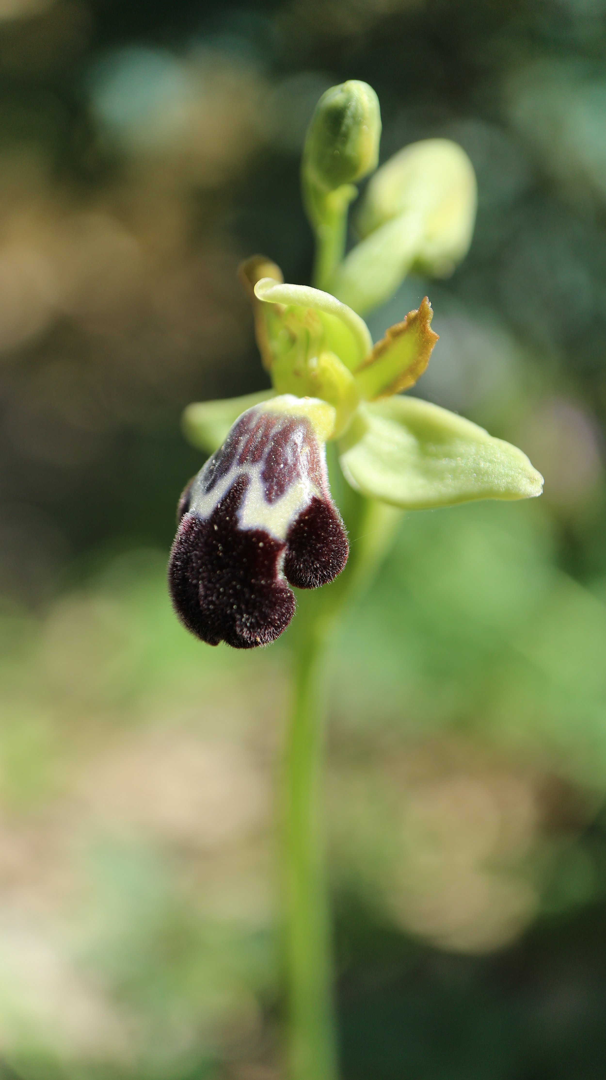 Ophrys arnoldii (ex Mallorca) / Orchidaceae / Mediterranean Region