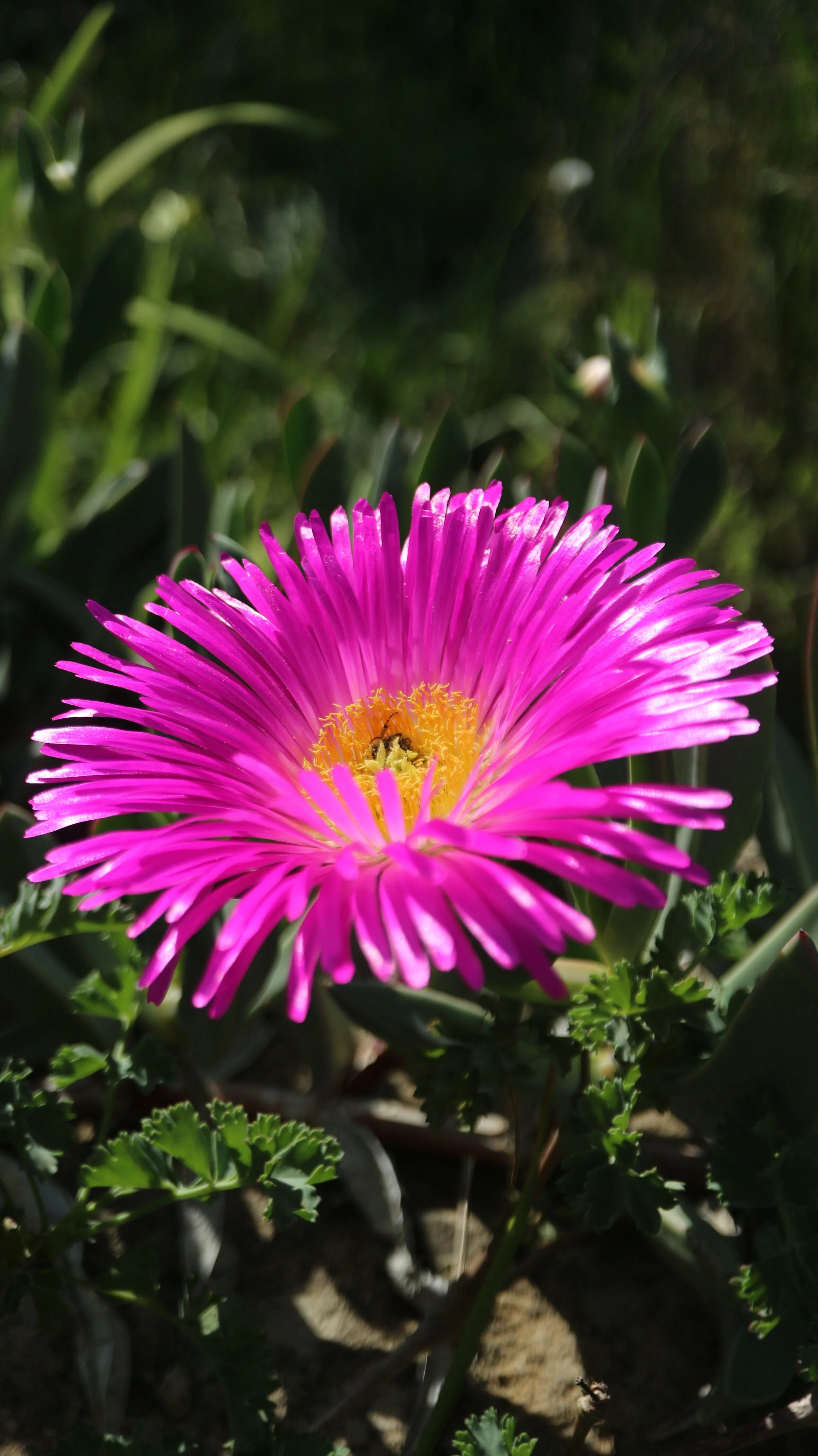 Carpobrotus sp / Aizoaceae / South Africa