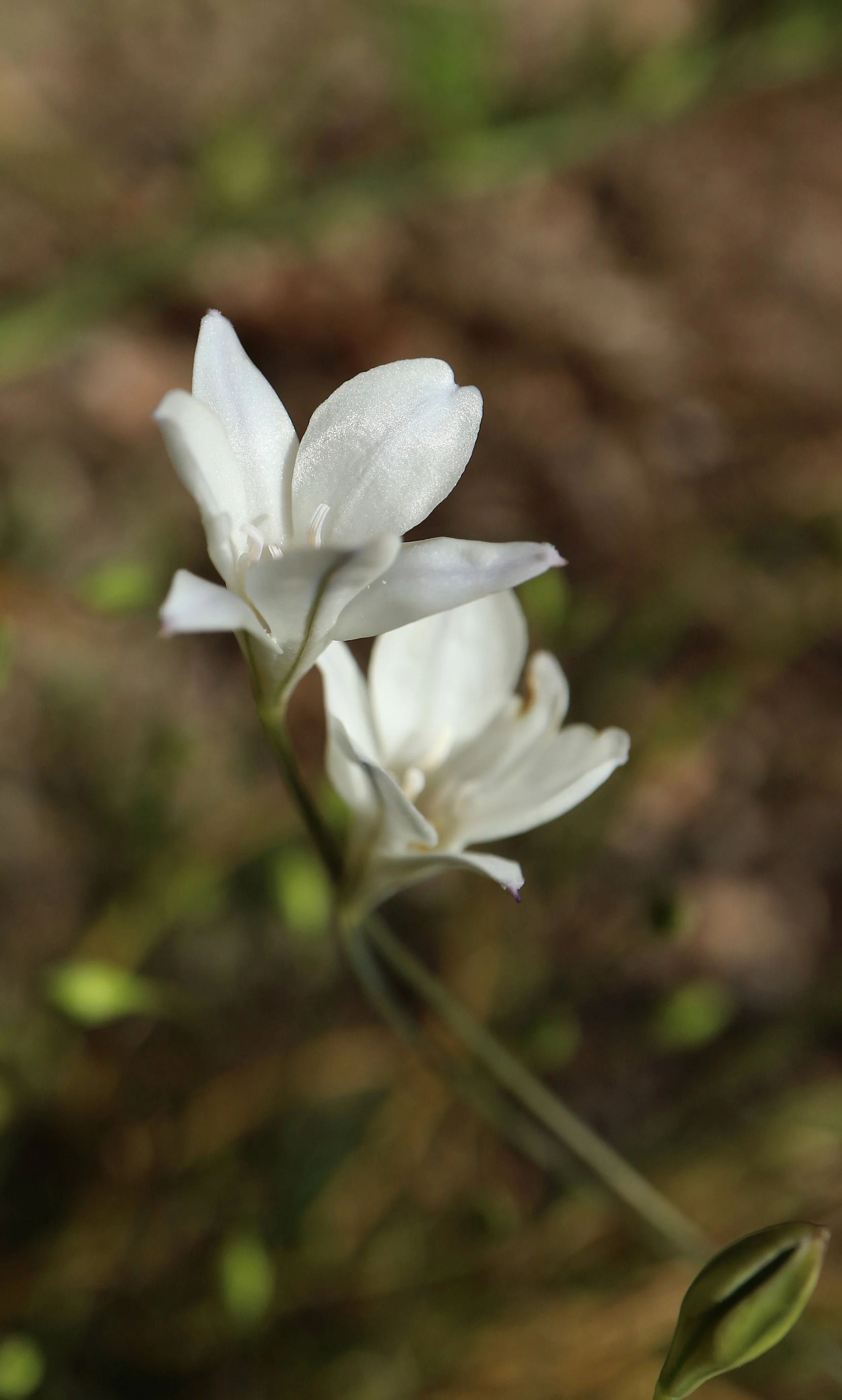 Triteleia peduncularis / Brodiaoideae / California