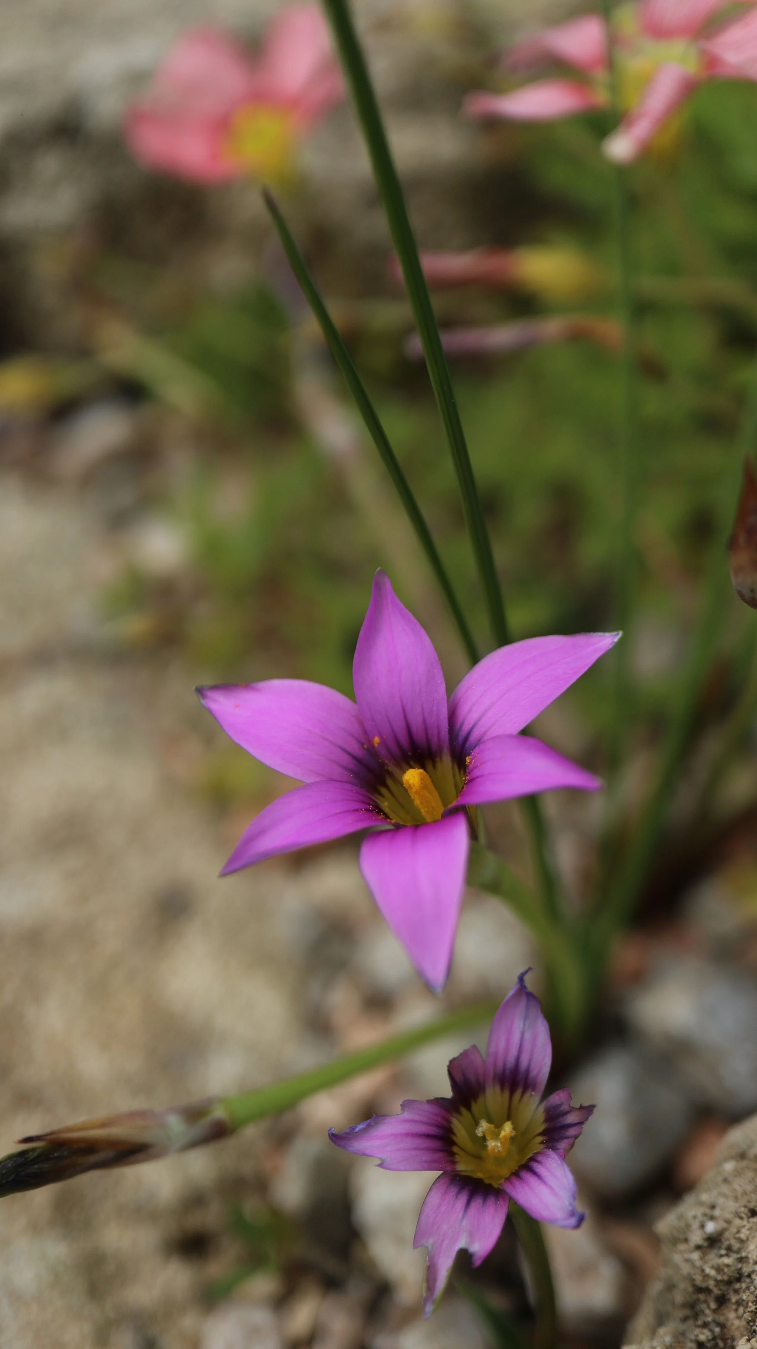 Romulea eximia / Iridaceae / SW Cape, South Africa