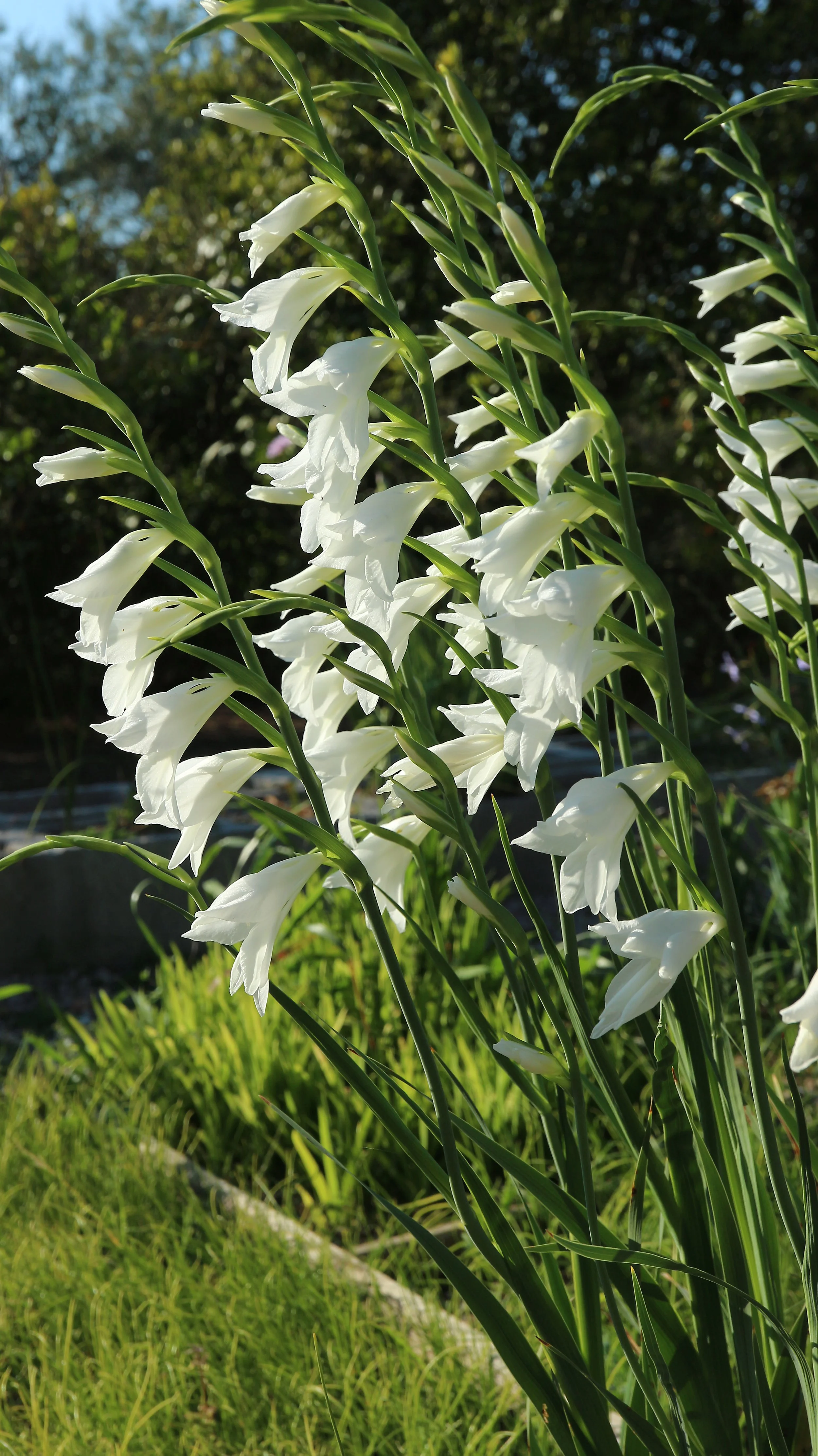 Gladiolus communis f. alba (ex Mallorca) / Iridaceae / Mediterranean Region