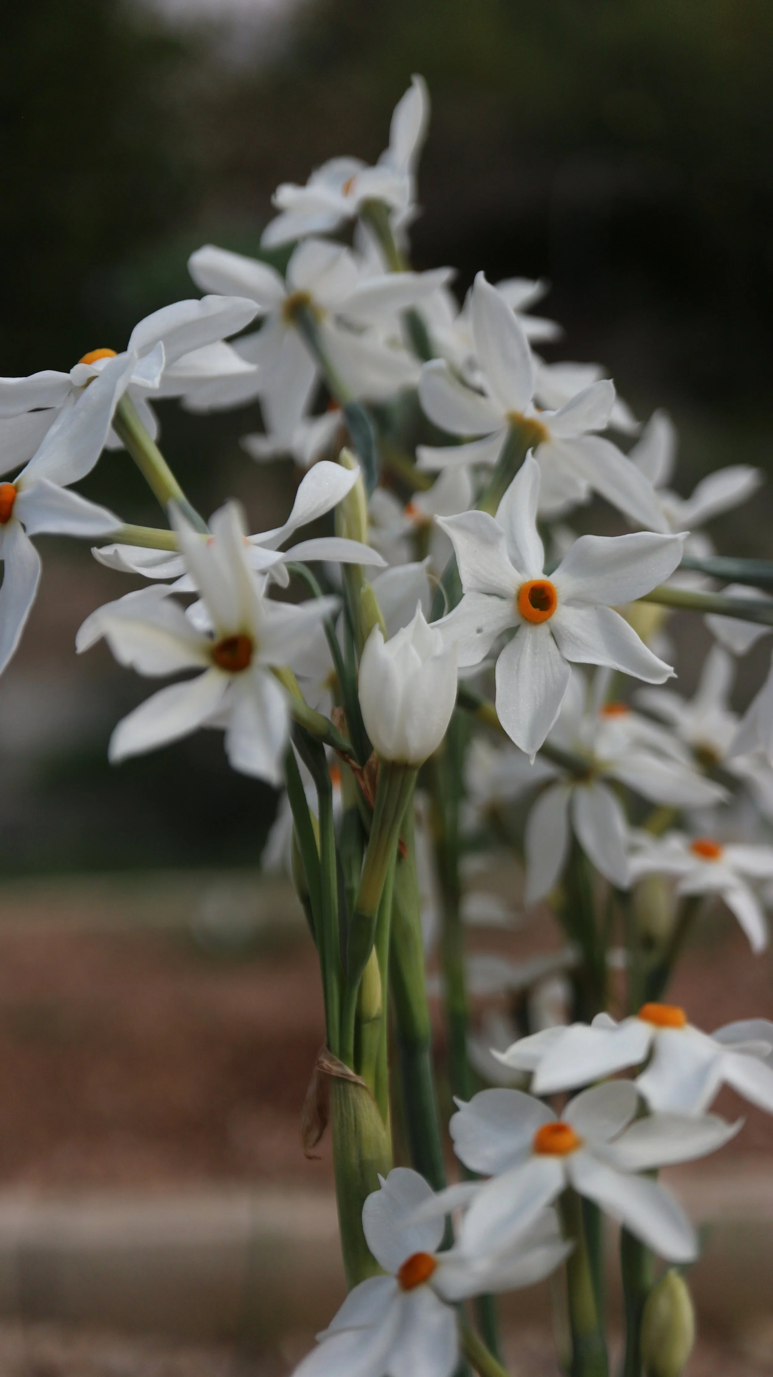 Narcissus obsoletus (ex Málaga) / Amaryllidaceae / S Spain, N Africa