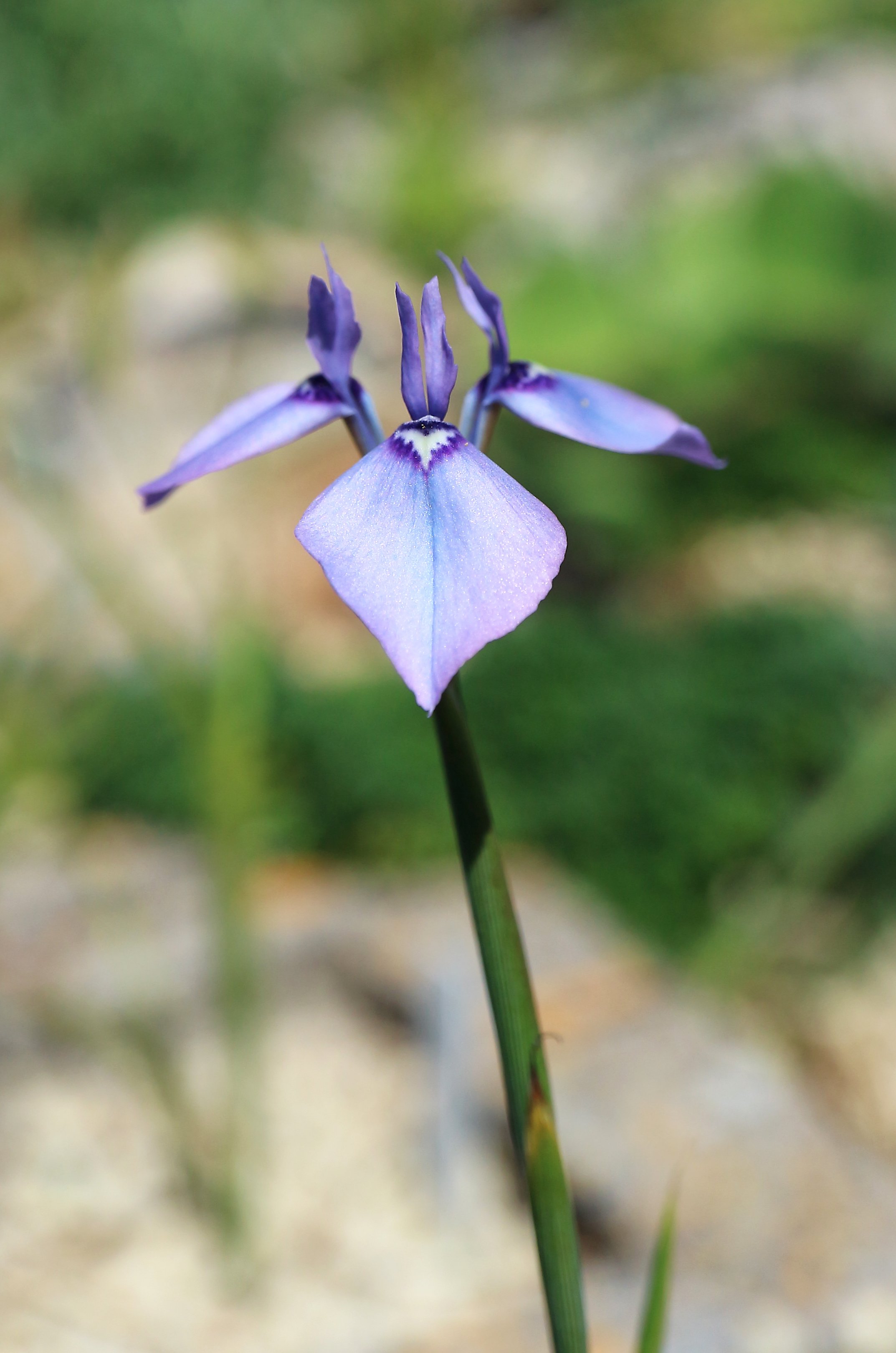 Moraea amabilis (ex Table Mountain) / Iridaceae / SW Cape, South Africa