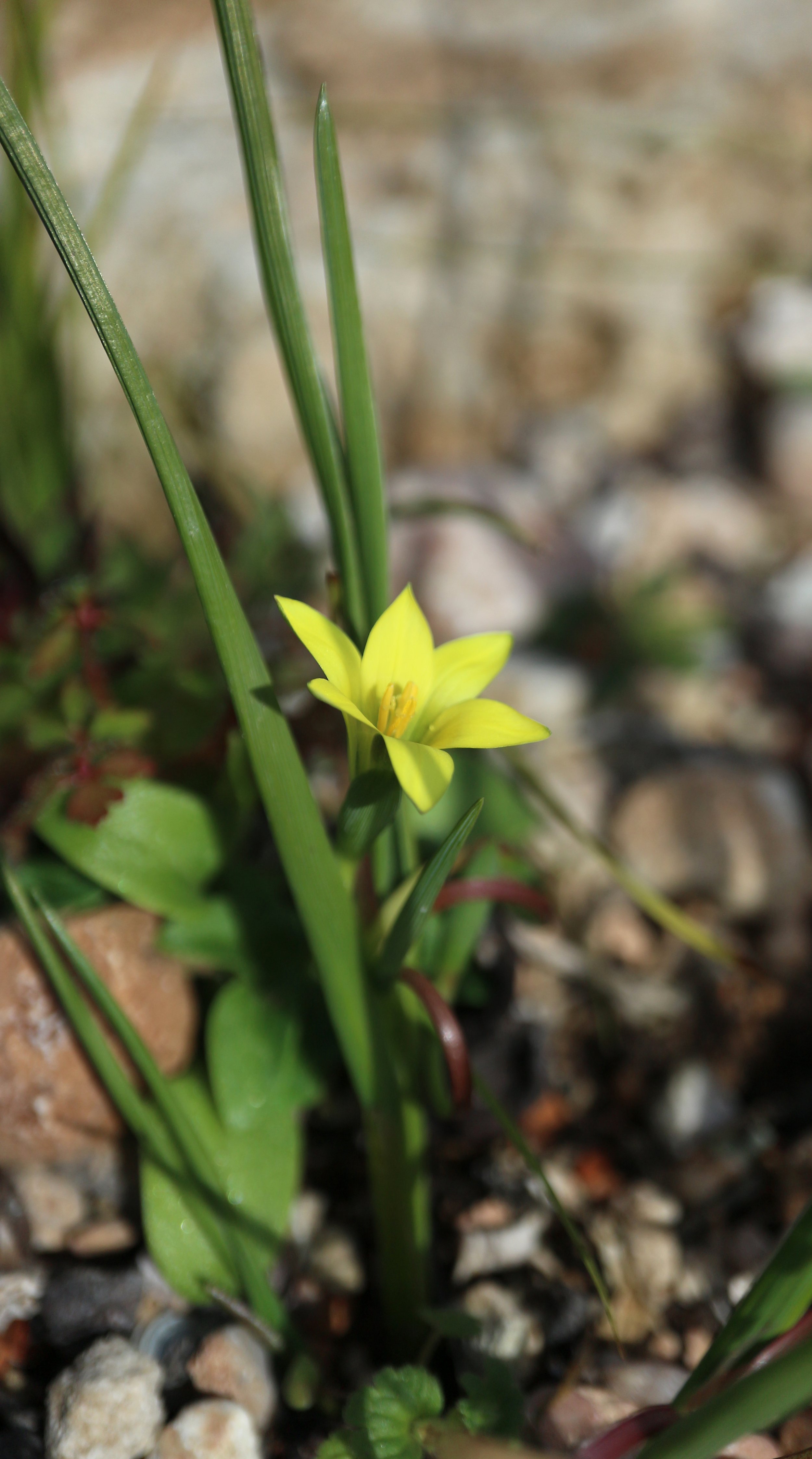 Romulea flava / Iridaceae / SW Cape, South Africa