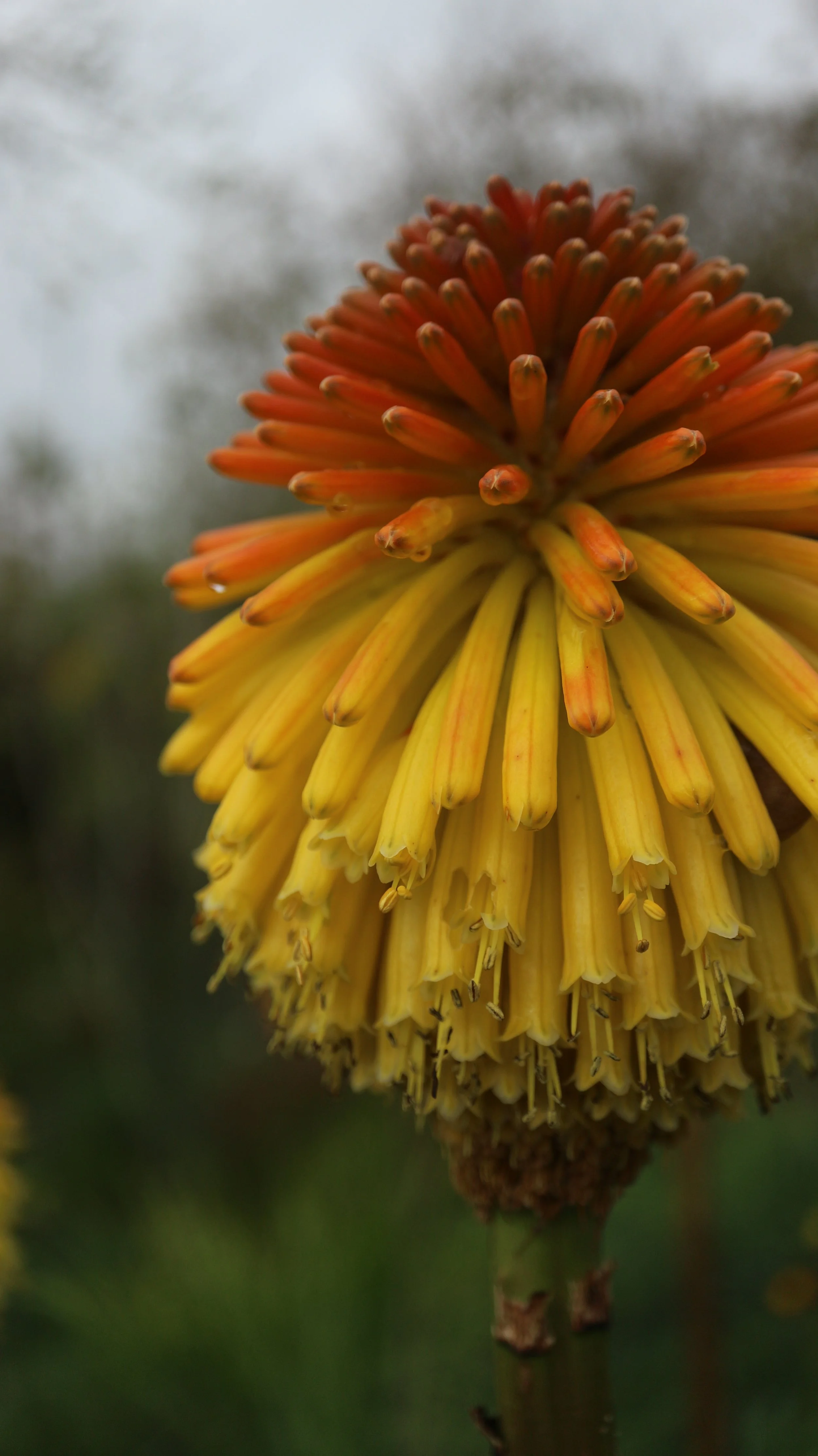 Kniphofia rooperi / Asphodeloideae / E Cape, South Africa
