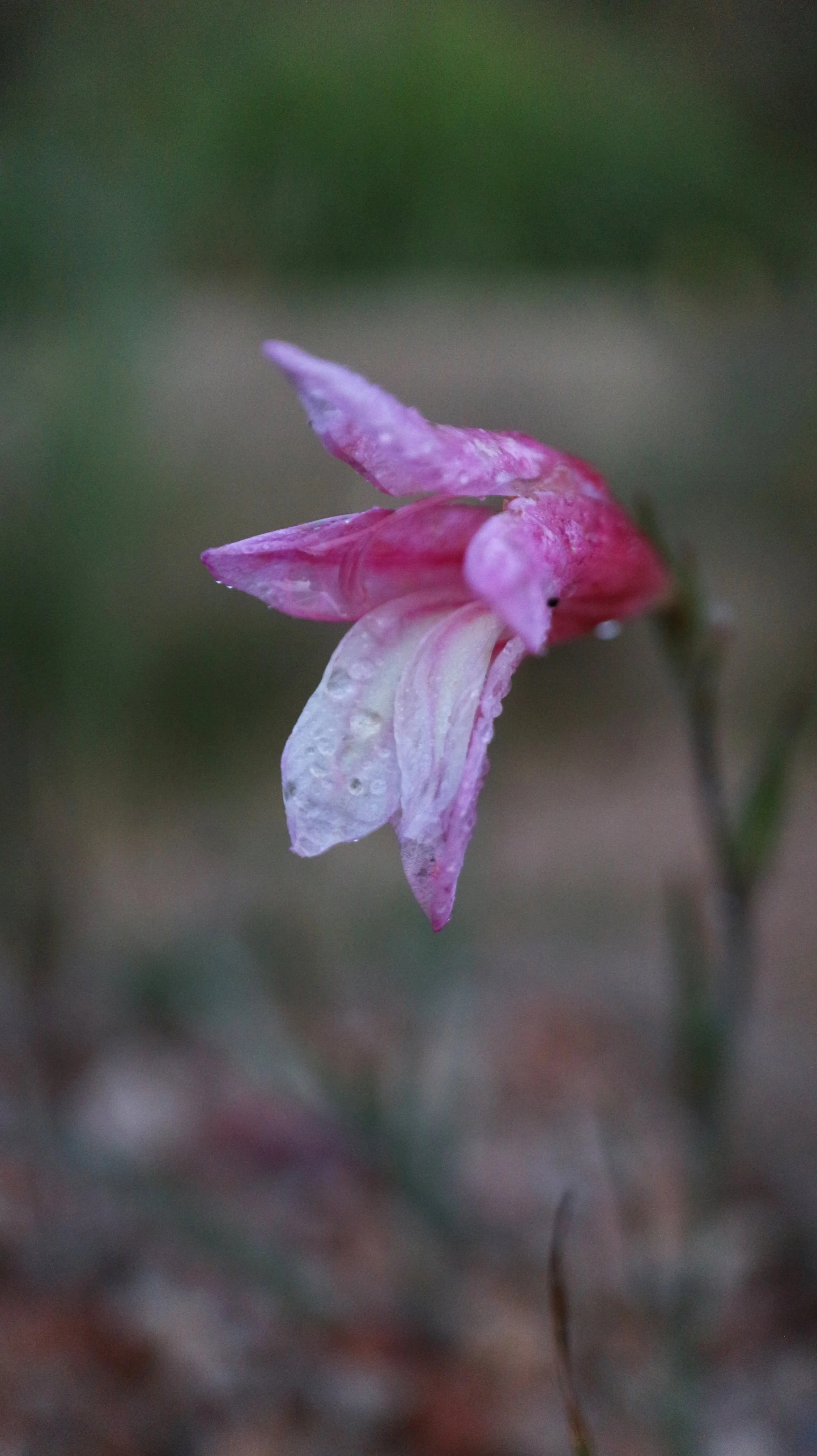 Gladiolus trichophyllus / Iridaceae / Cypruss