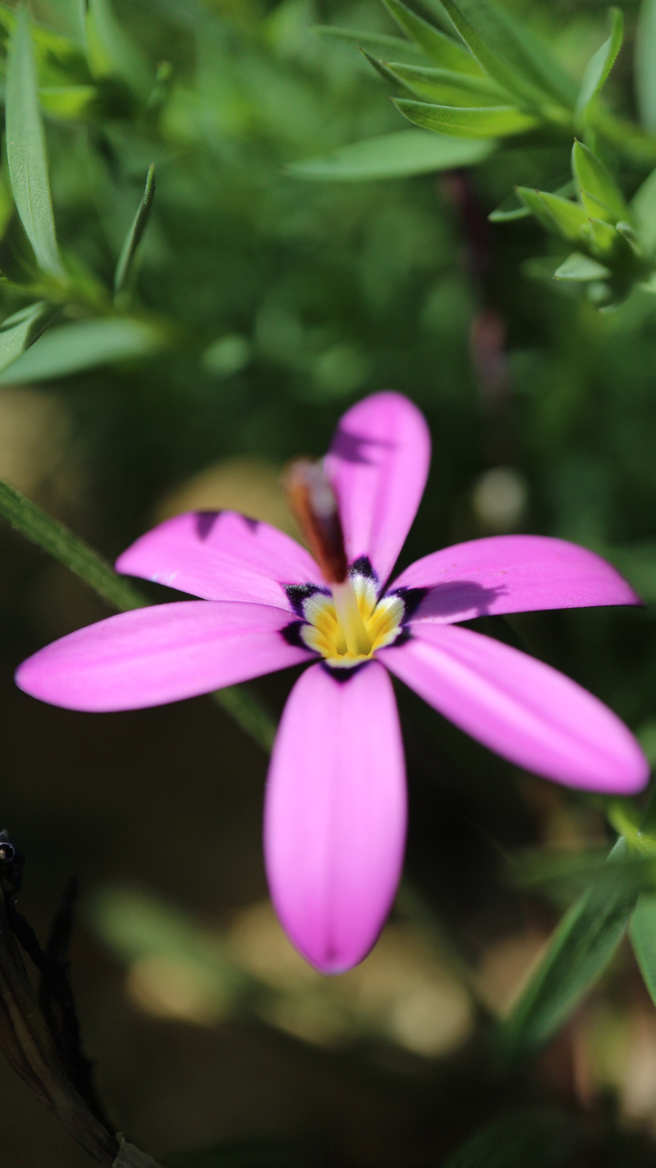 Romulea sirygondeiflora / Iridaceae / SW Cape, South Africa