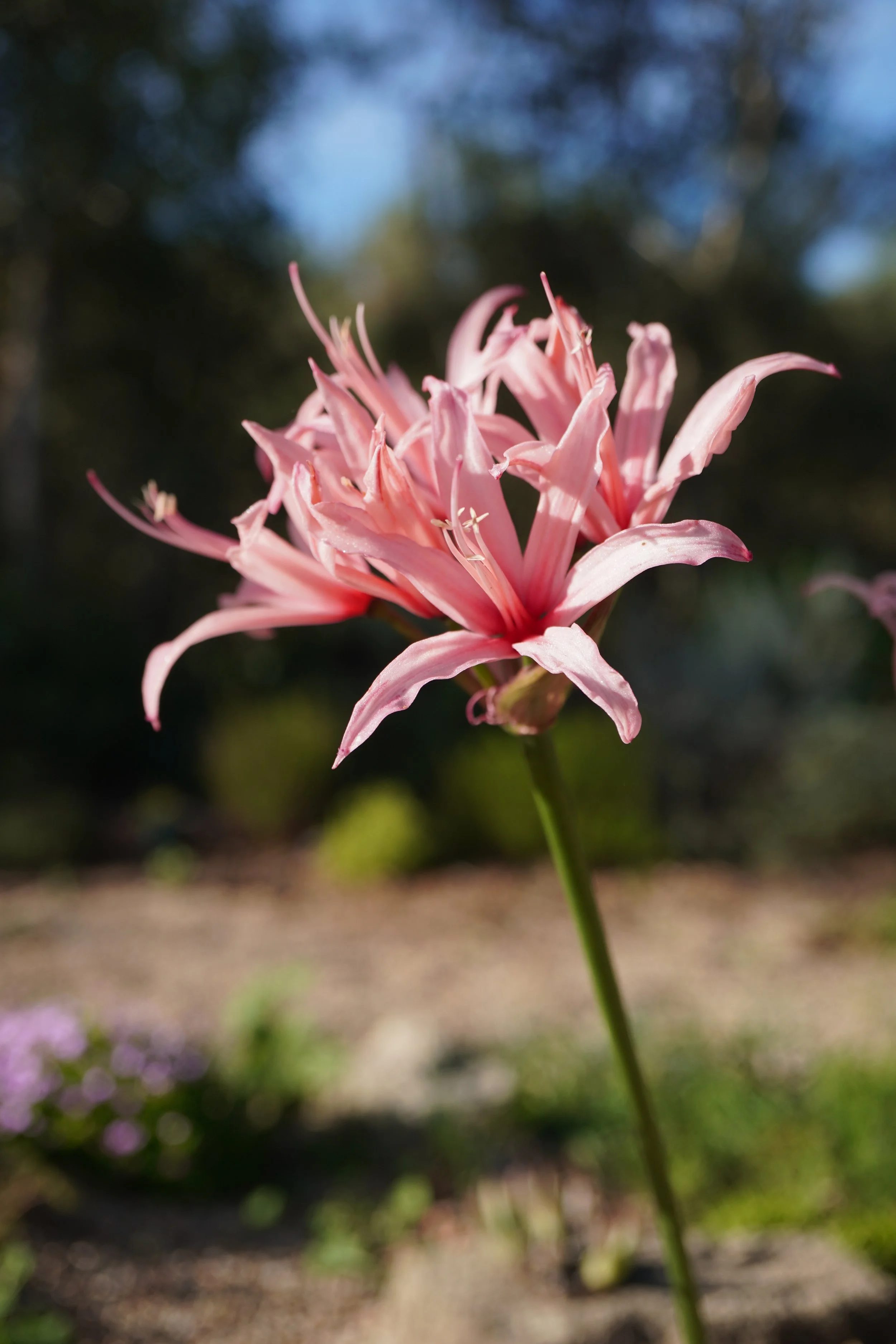 Nerine sarniensis 'Pink' / Amaryllidaceae / SW Cape, South Africa