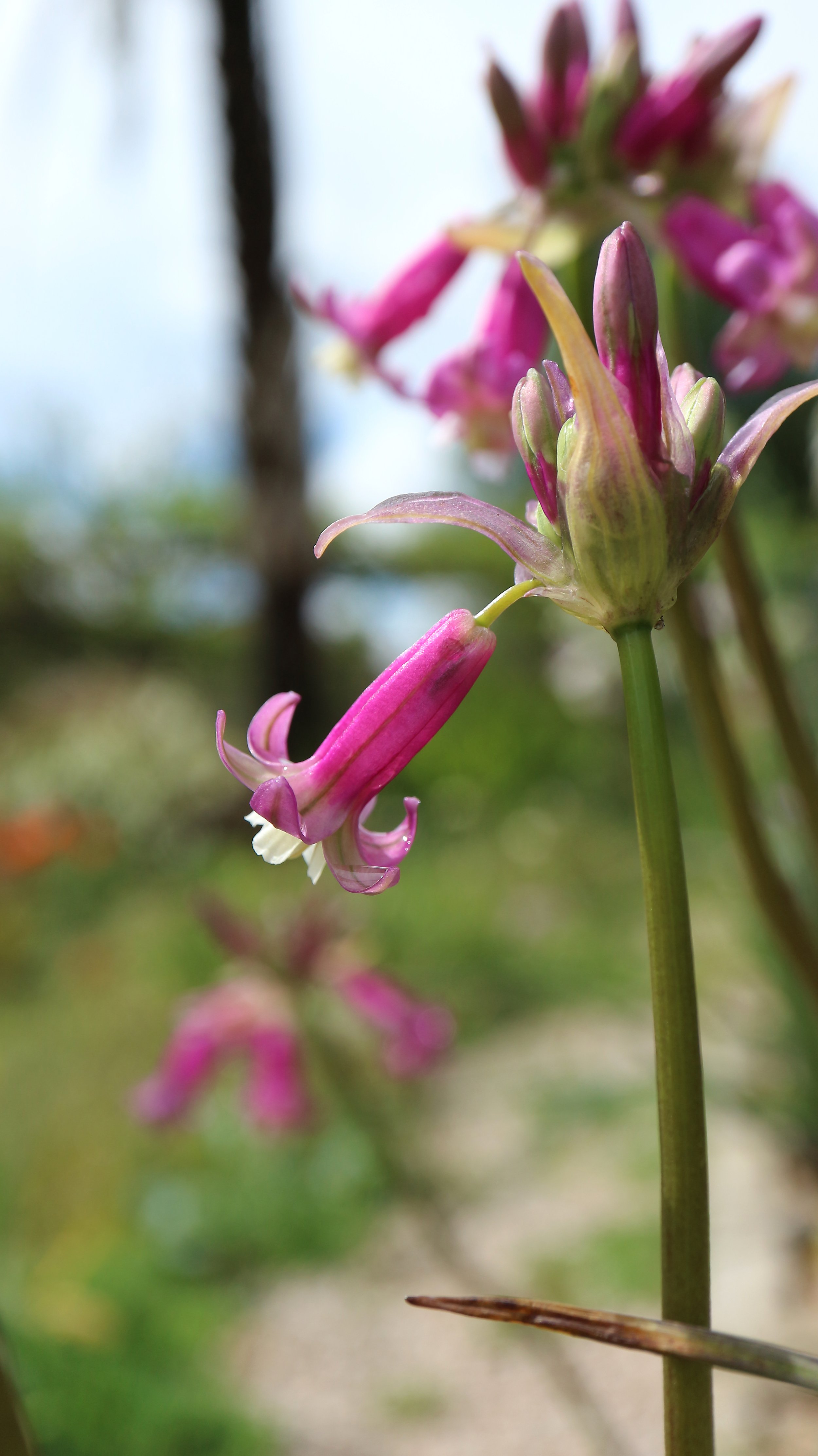 Dichelostemna 'Pink Diamond' (D. ida-maia x D. congestum) / Brodiaoideae / California