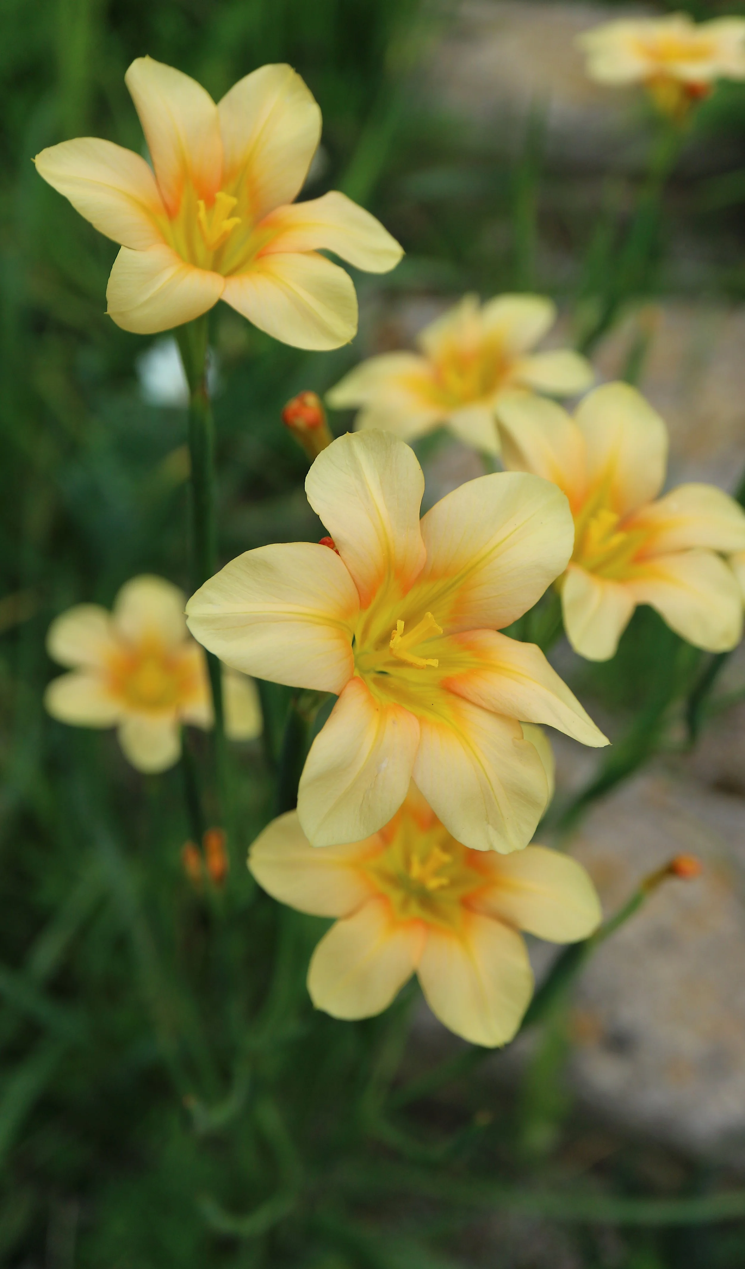 Moraea flaccida x ochroleuca (spontaneous garden cross) / Iridaceae / SW Cape, South Africa