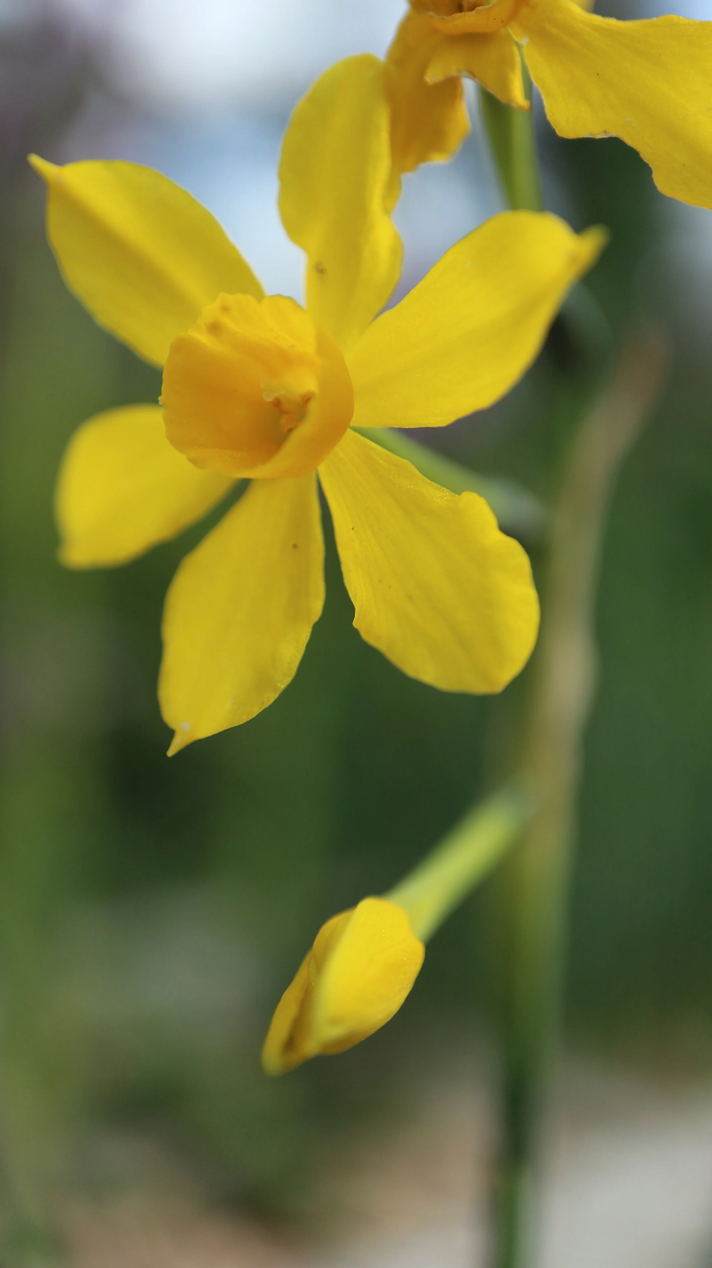Narcissus assoanus (ex Málaga) / Amaryllidaceae / Iberian Peninsula, S France