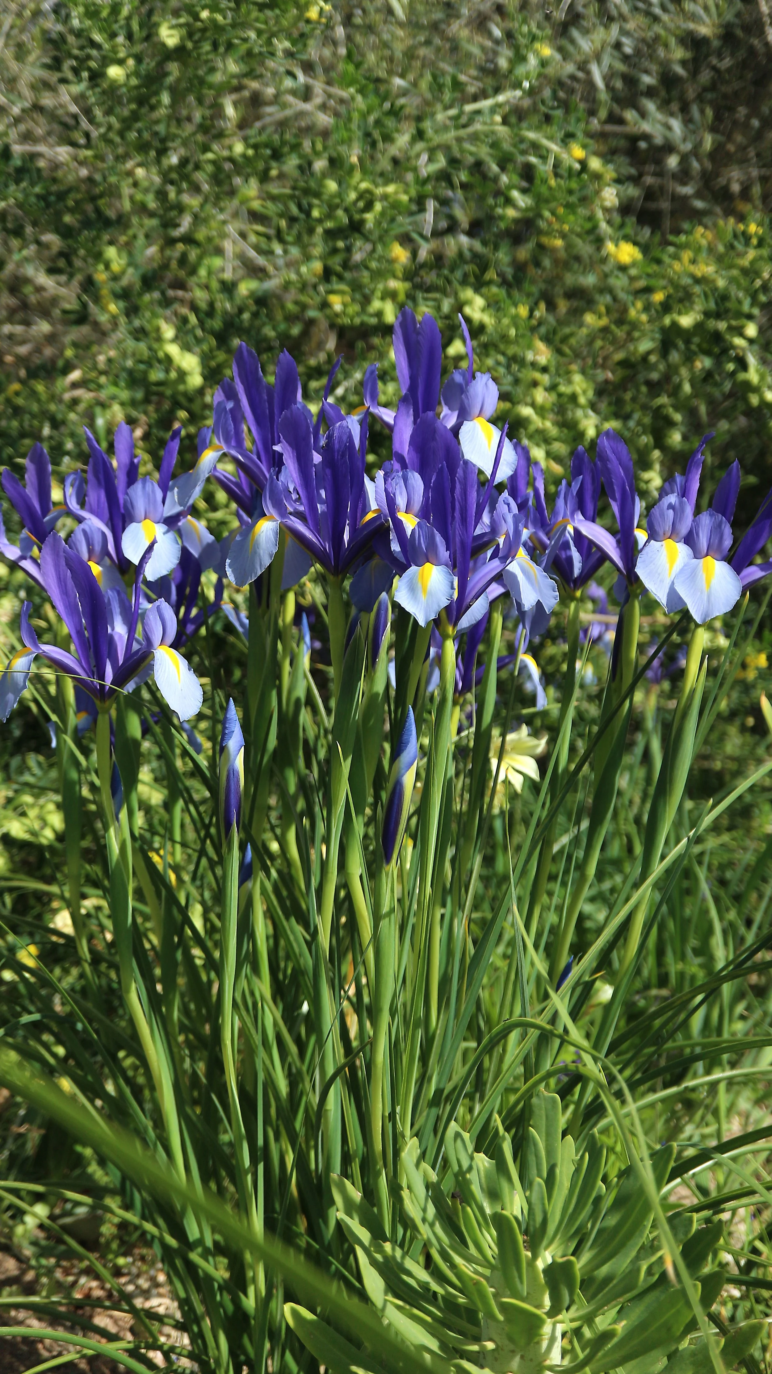Iris xiphion - syn: Xiphion vulgare (ex Cádiz) / Iridaceae / W Mediterranean