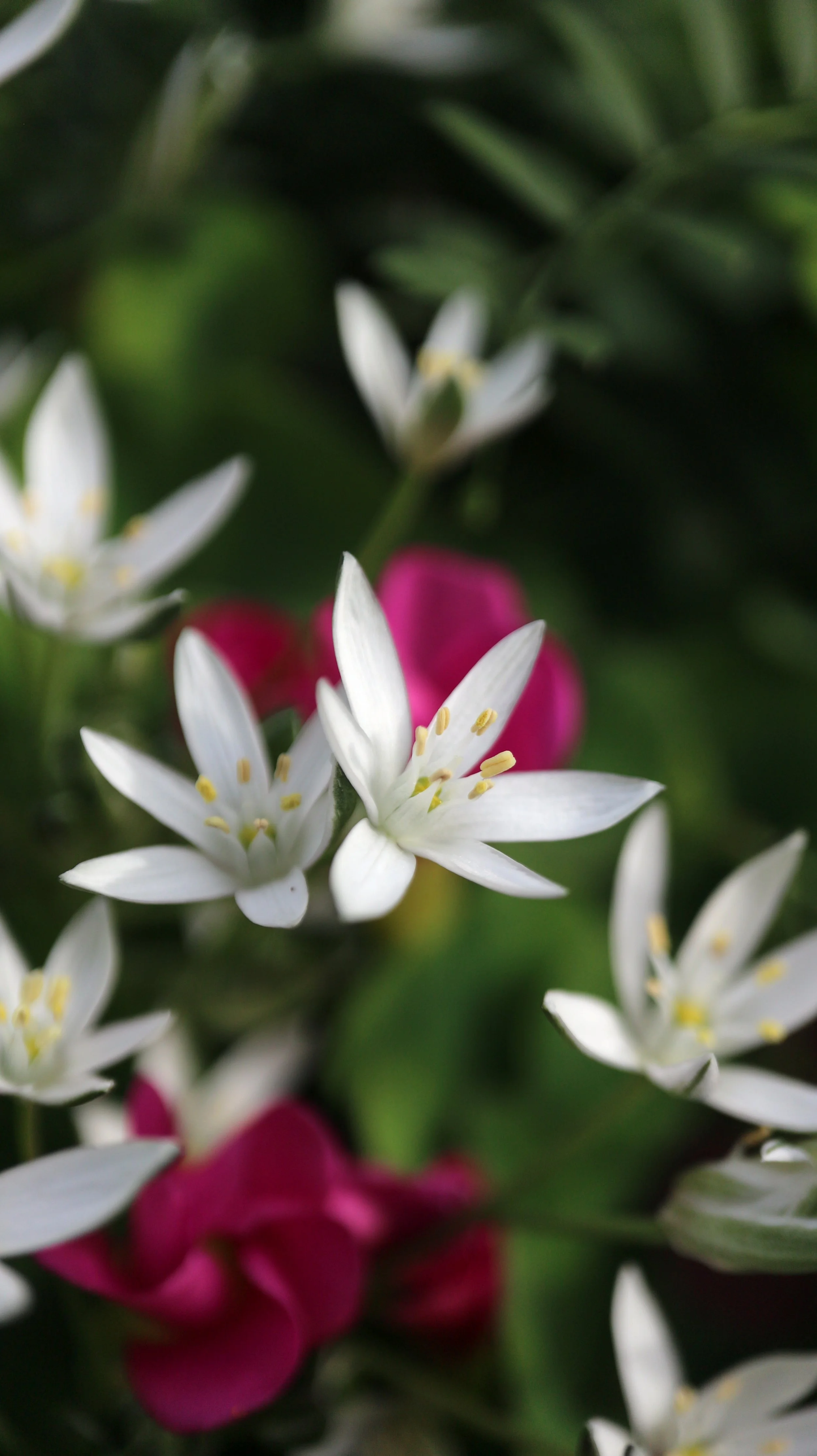 Ornithogalum nivale (ex Crete) / Scilloideae / E Mediterranean 