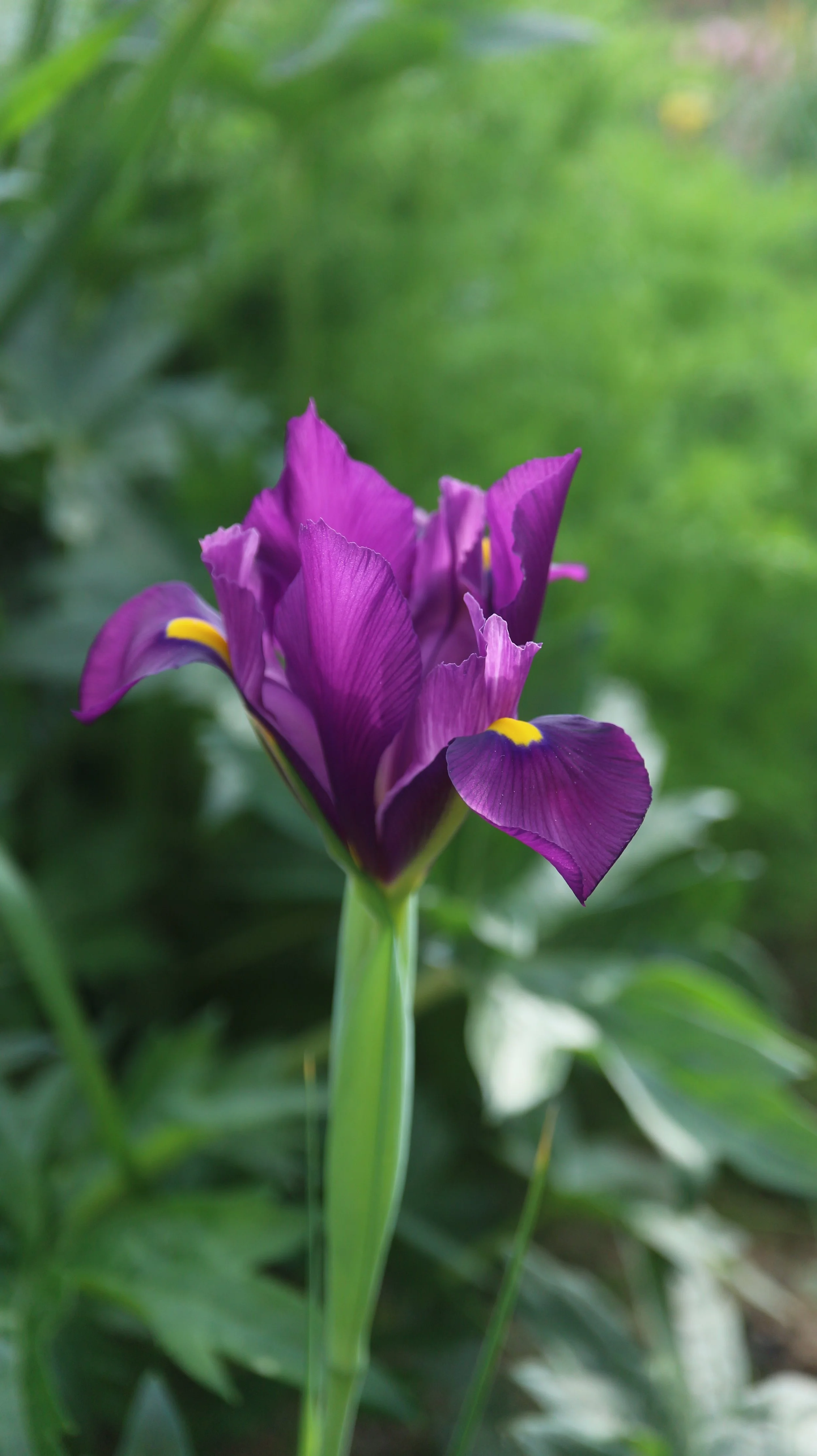 Iris filifolia - syn: Xiphion filifolium (ex Málaga) / Iridaceae / S Spain