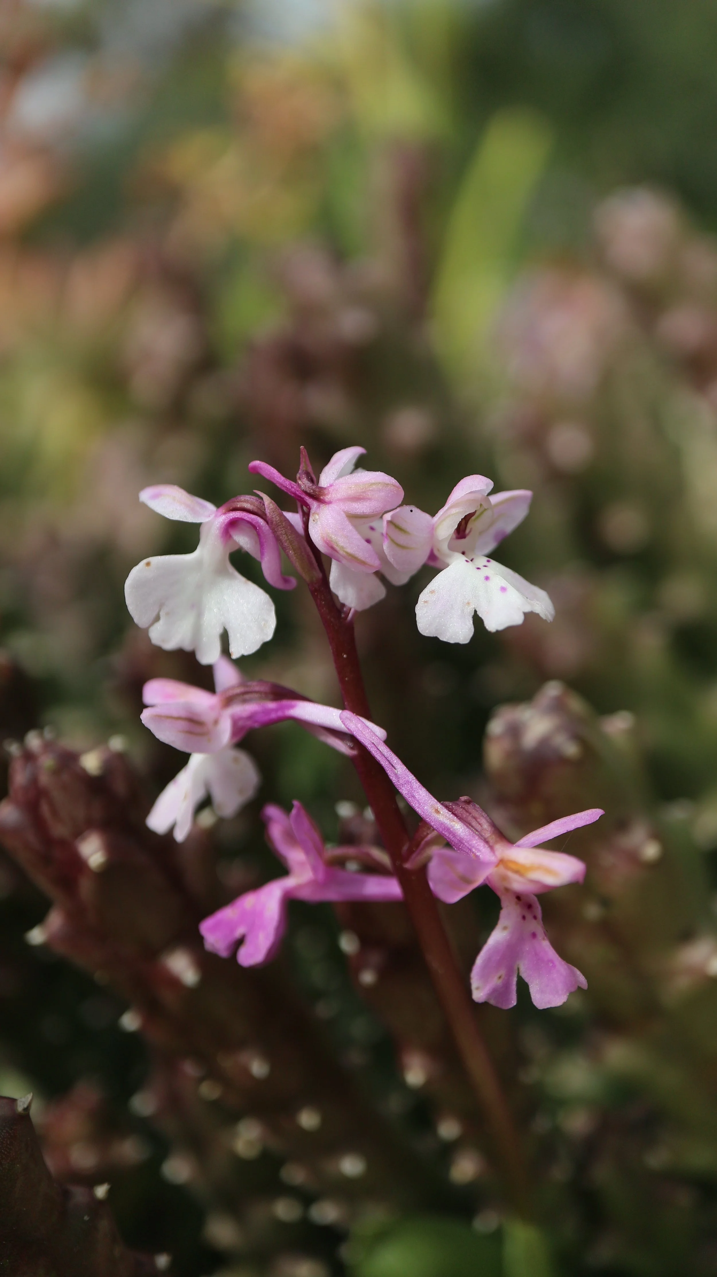 Orchis anatolica / Orchidaceae / E Mediterranean Region