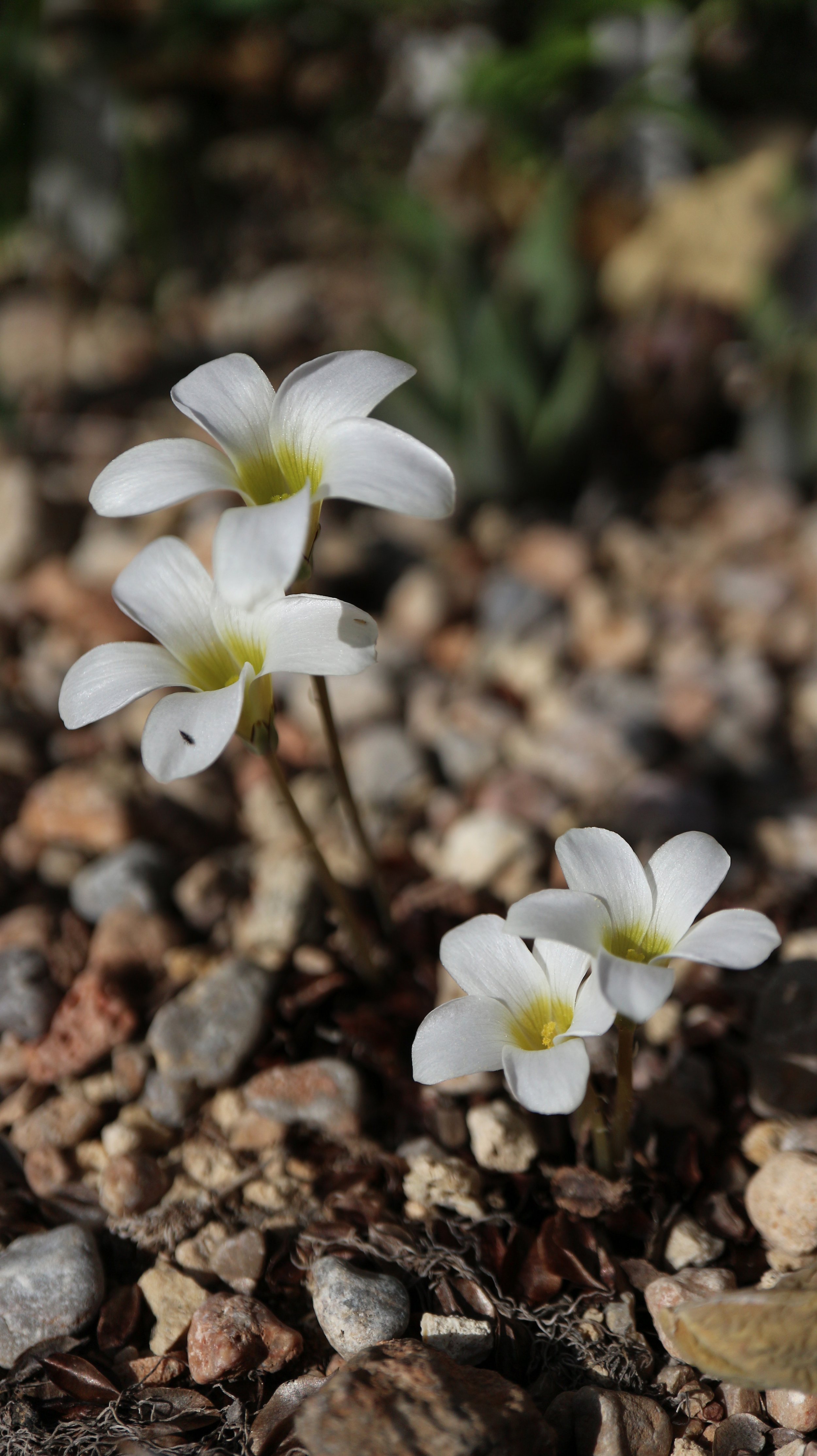 Oxalis pockockiae / Oxalidaceae / SW Cape, South Africa