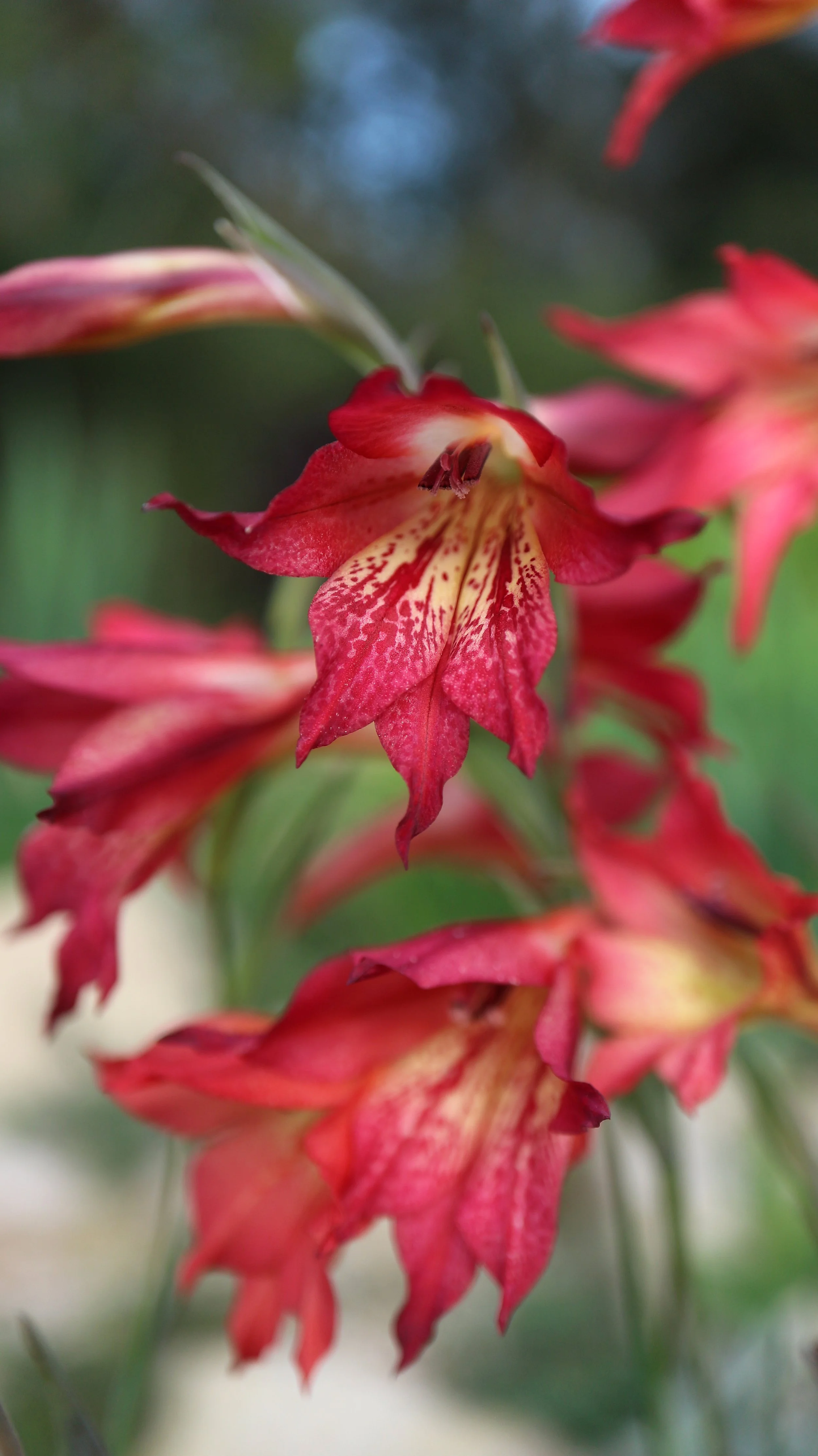 Gladiolus maculatus x priorii (wild cross) / Iridaceae / SW Cape, South Africa