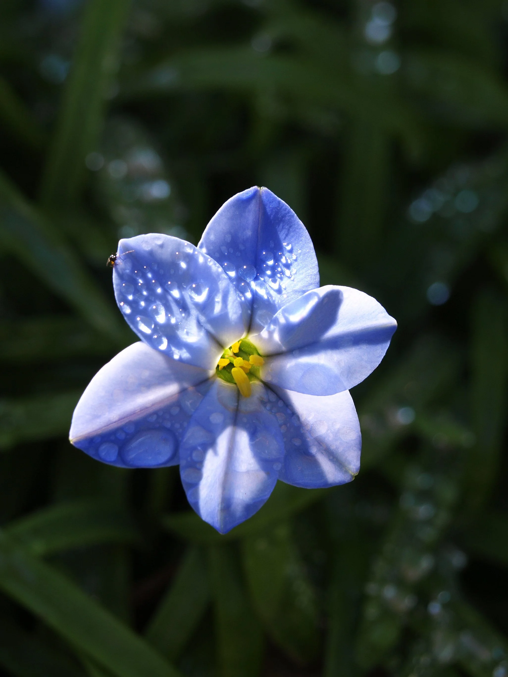Ipheion uniflorum / Allioideae / Uruguay, Argentina