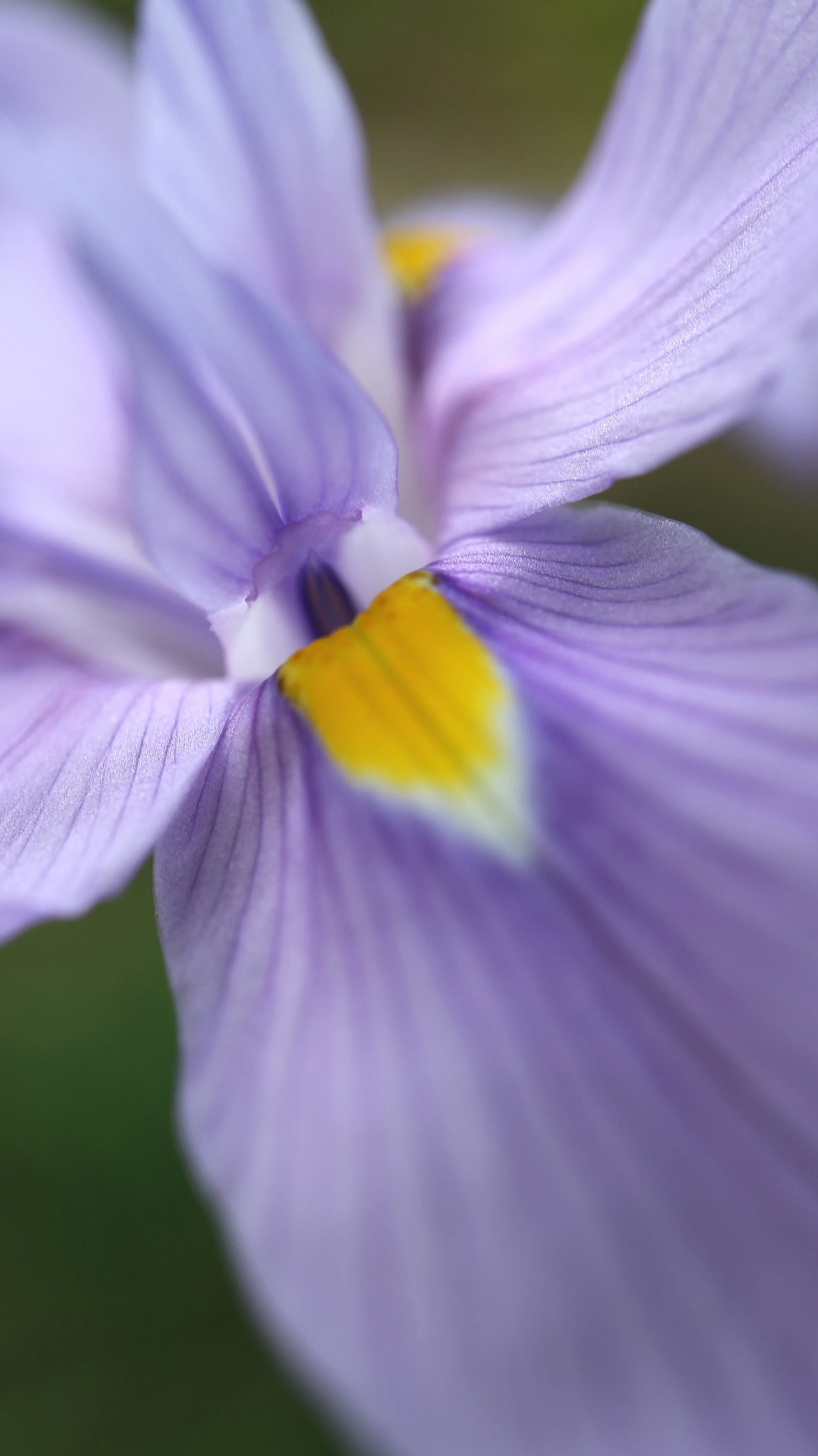 Moraea polystachia / Iridaceae / SW Cape, South Africa