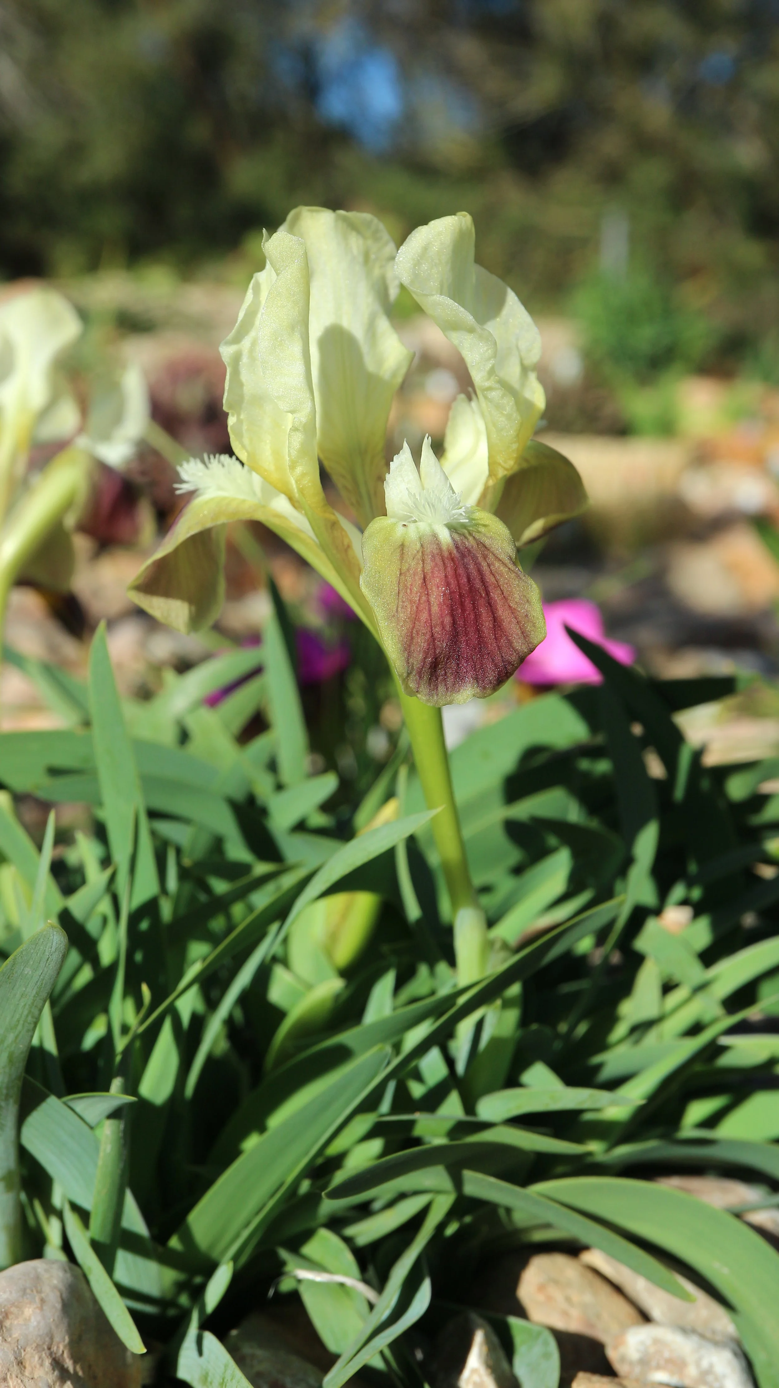 Iris attica / Iridaceae / E Mediterranean