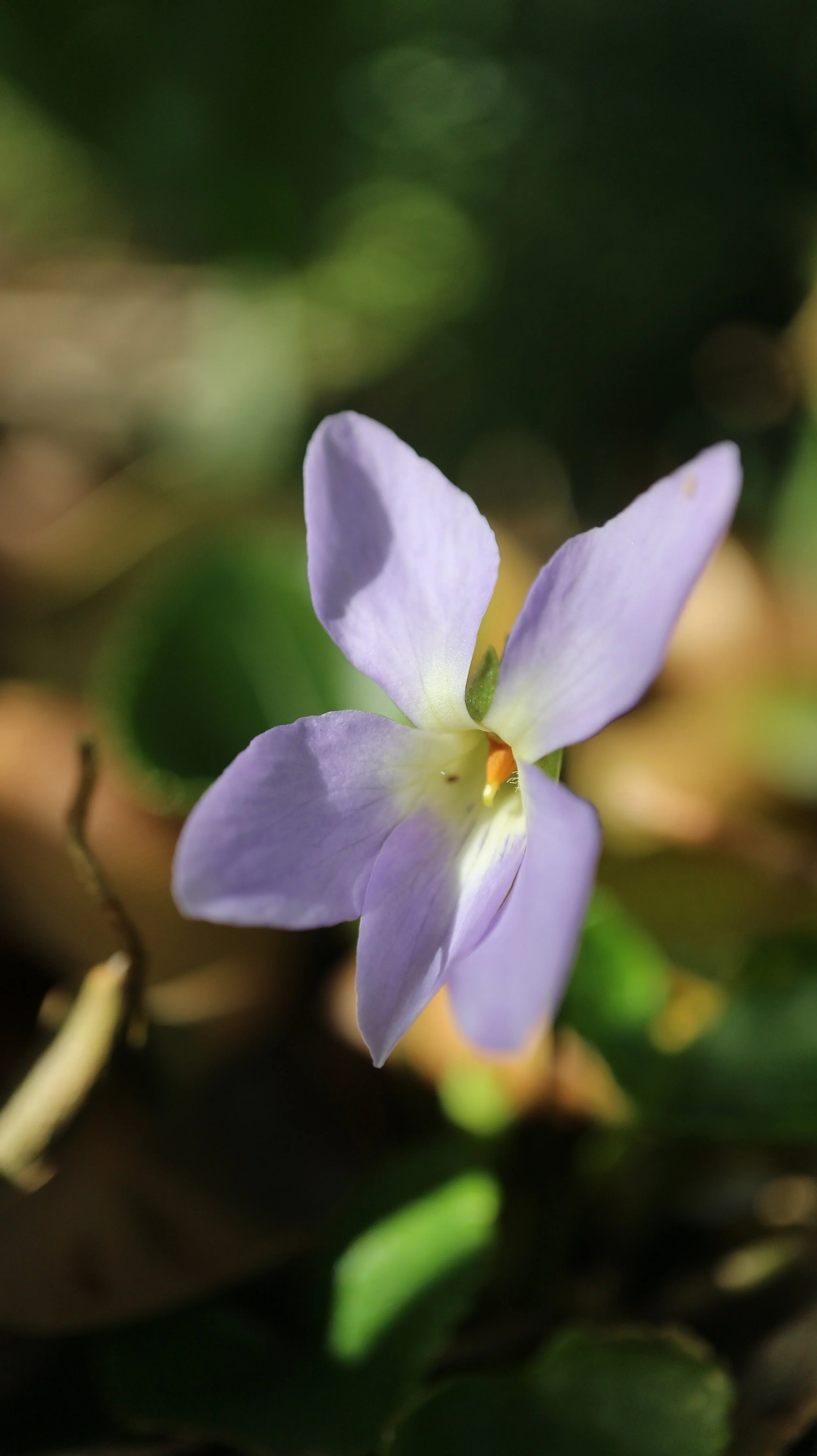 Viola jaubertiana / Violaceae / Serra de Tramuntana - Mallorca