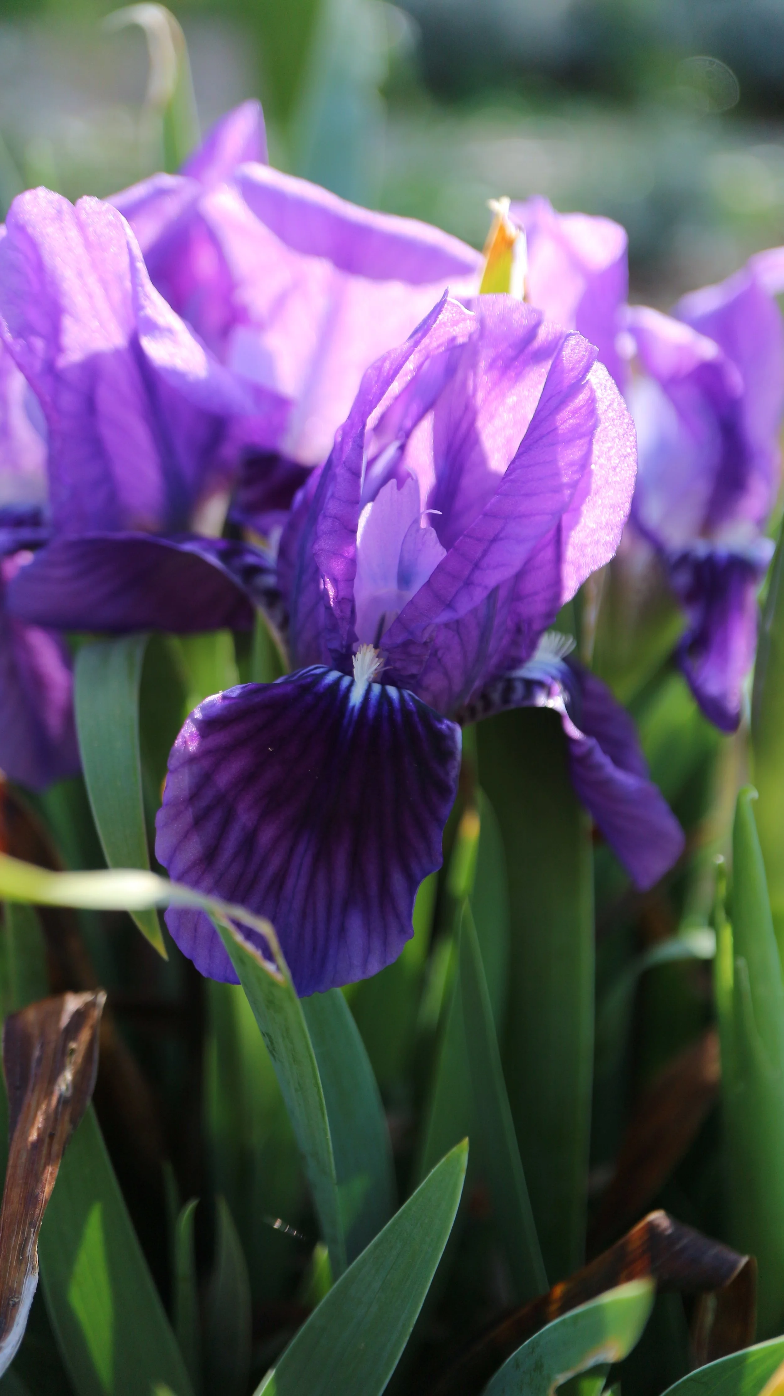 Iris lutescens / Iridaceae / W Mediterranean